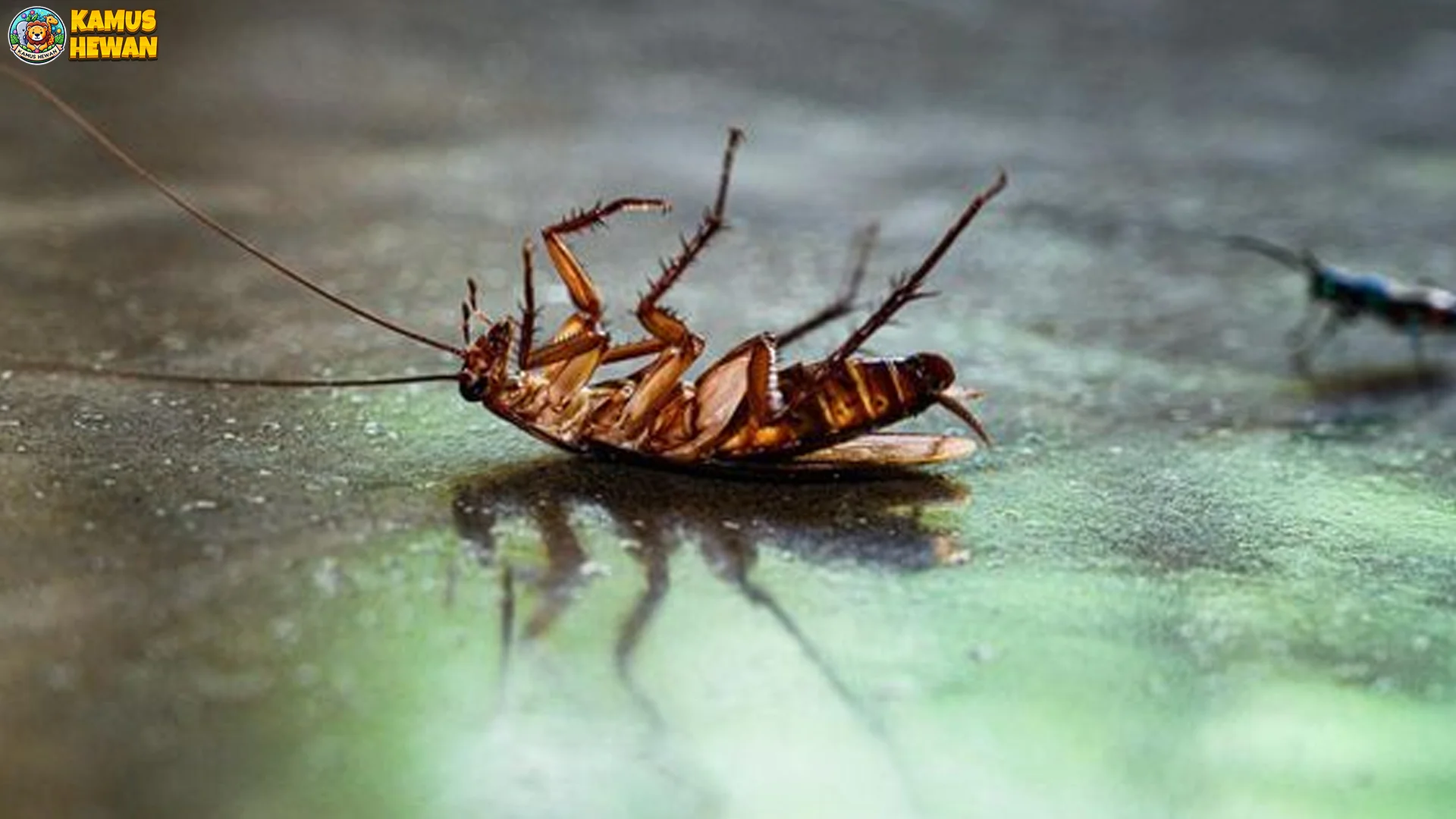 Menariknya Kecoa 5 Perilaku Lucu Yang Sering Tidak Disadari Orang