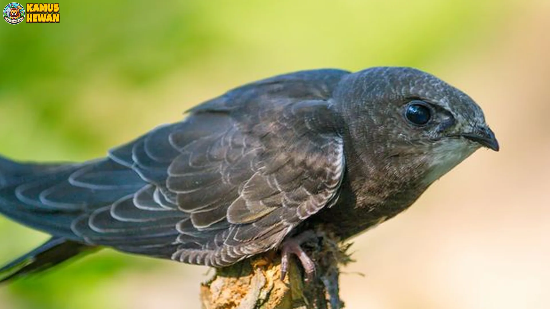 Keunikan Burung Kapinis Laut 5 Ciri Khas yang Mudah Dikenali 1 Keunikan Burung Kapinis Laut 5 Ciri Khas yang Mudah Dikenali