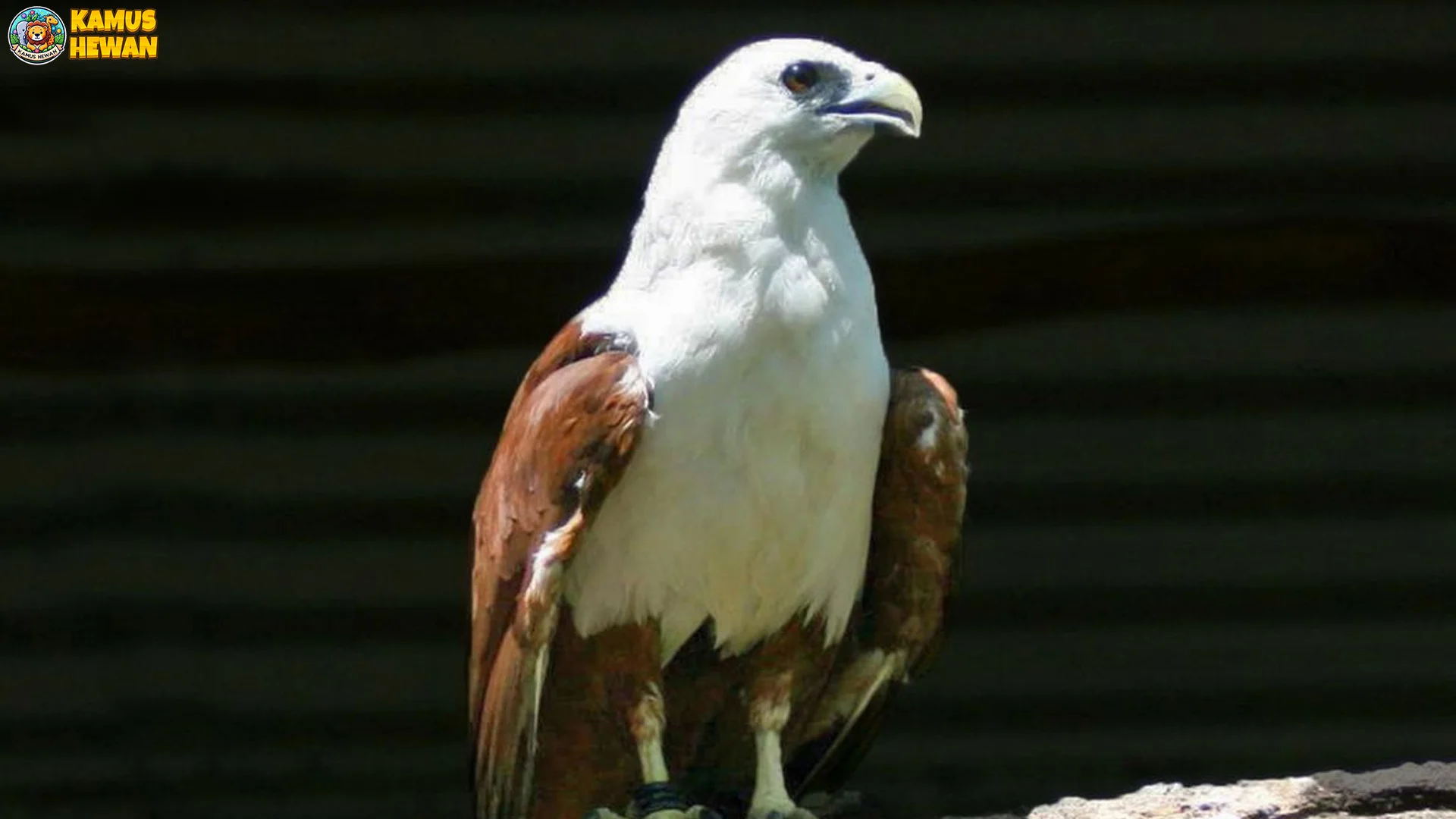 4 Alasan Elang Bondol Jadi Predator Unggul di Ekosistem Terbaru