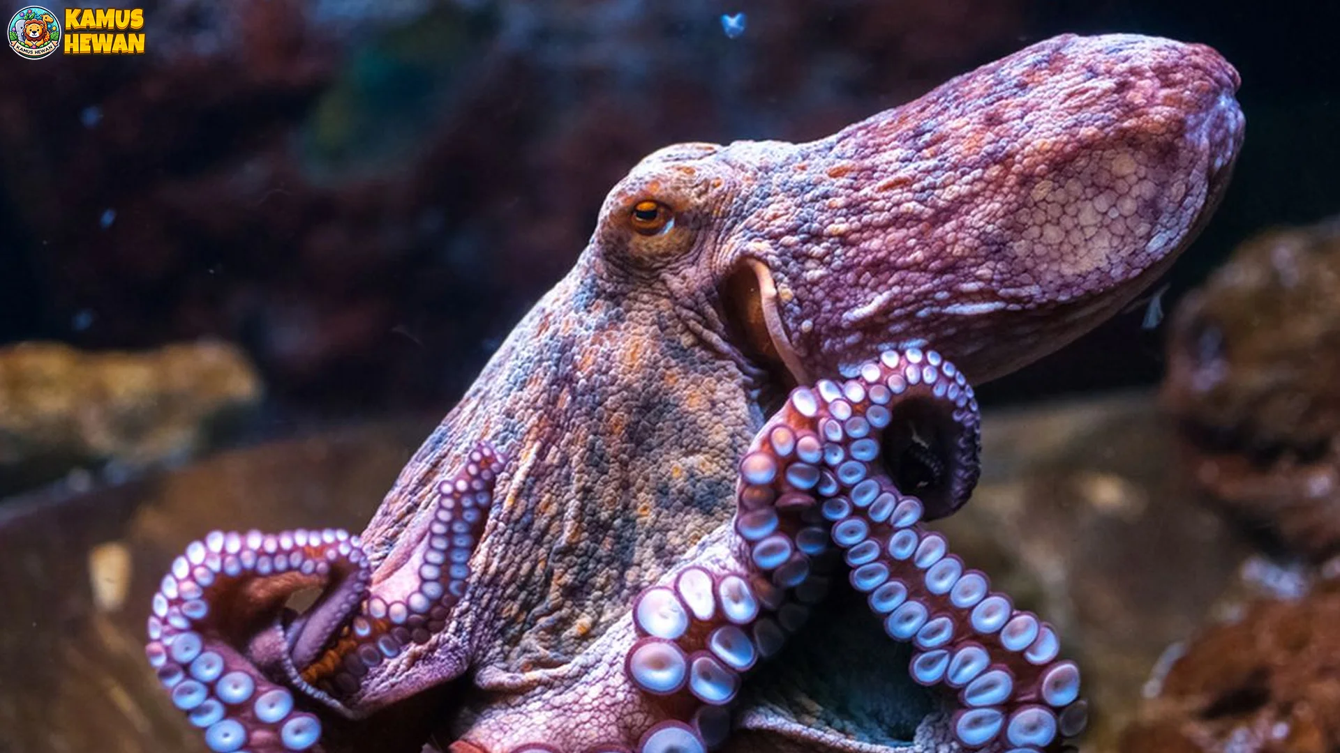 Perilaku Hewan Gurita Dengan 8 Lengan Yang Bikin Takjub Asli 1 Perilaku Hewan Gurita Dengan 8 Lengan Yang Bikin Takjub Asli