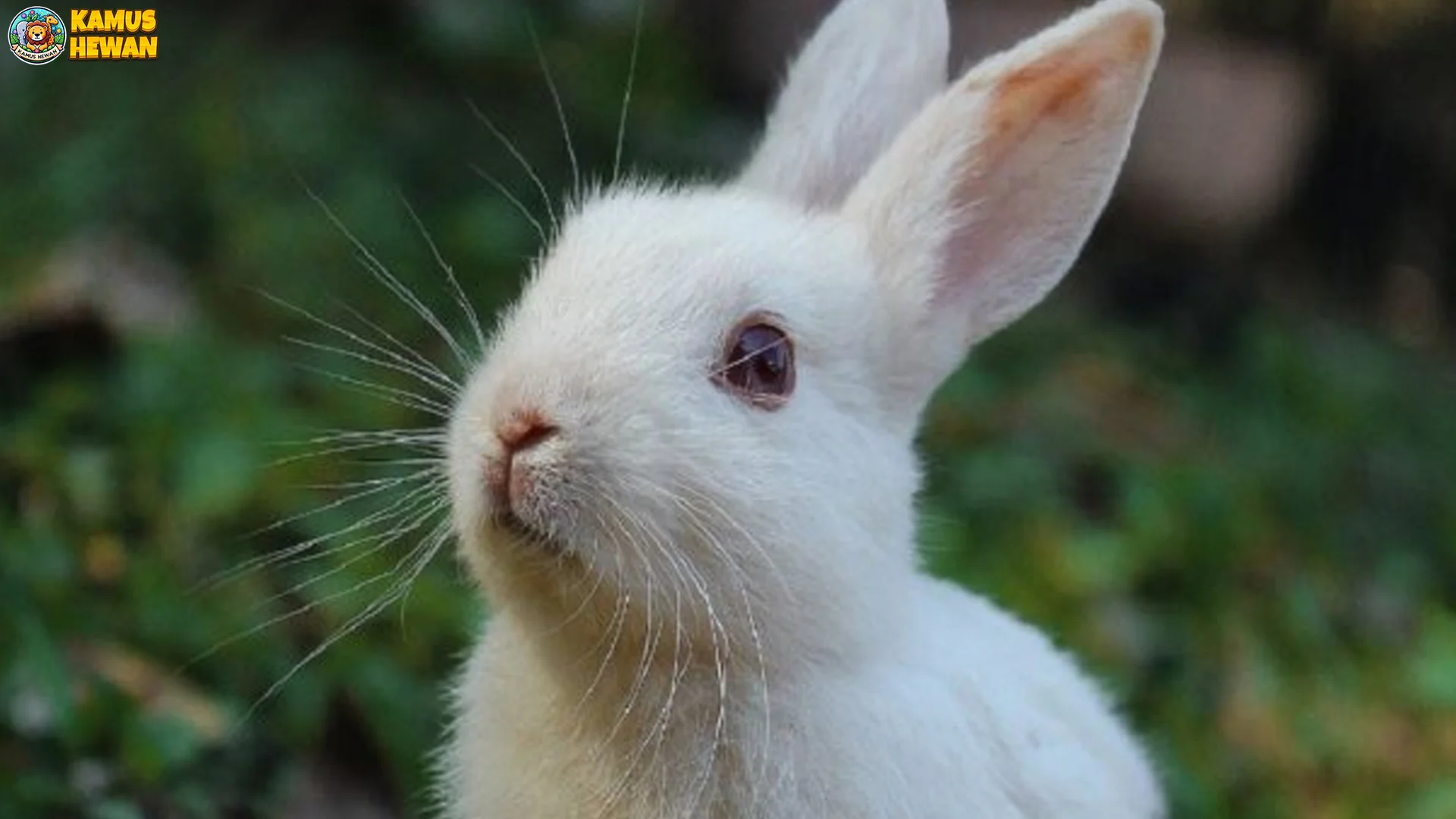 Karakter Kelinci Terlihat Dalam 5 Gerakan Dan Aktivitas Sehari Hari