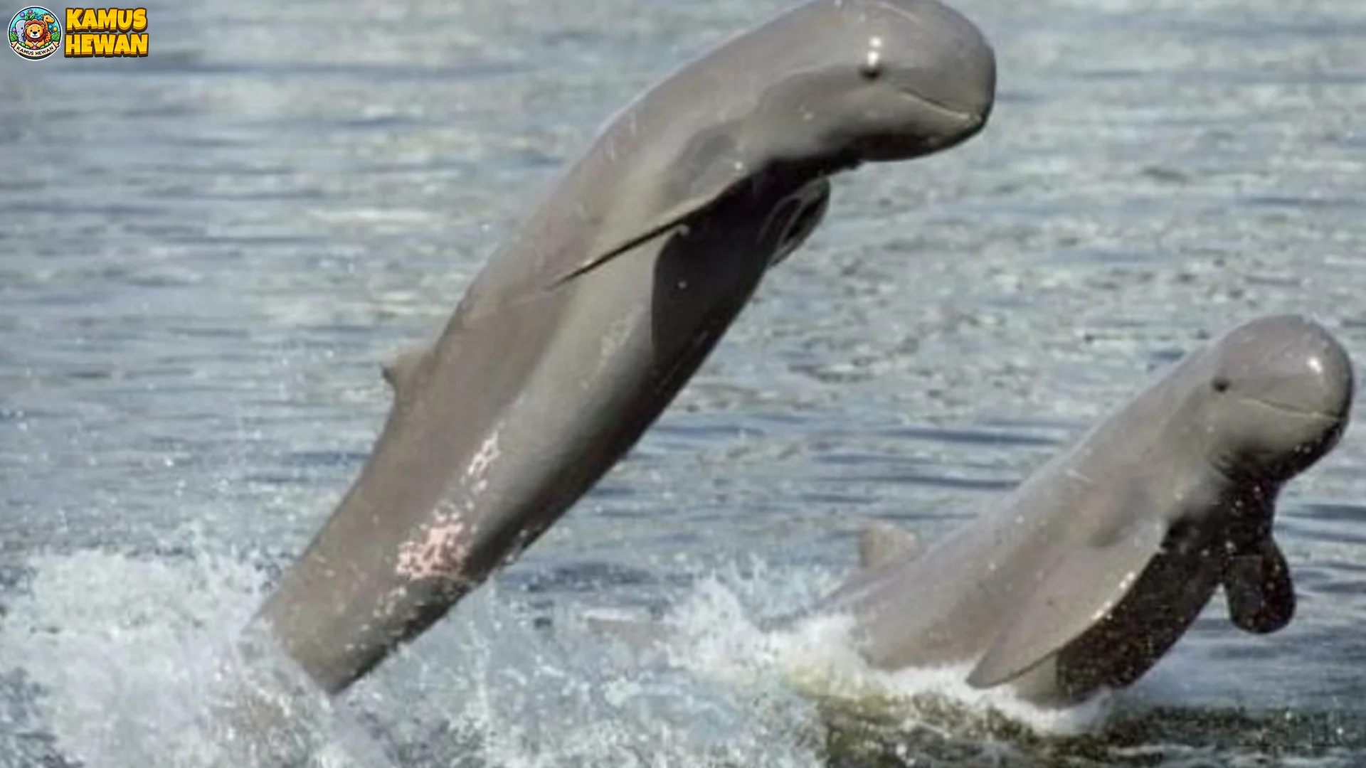 5 Hal Menarik Hewan Pesut Mahakam yang Jarang Diketahui Publik