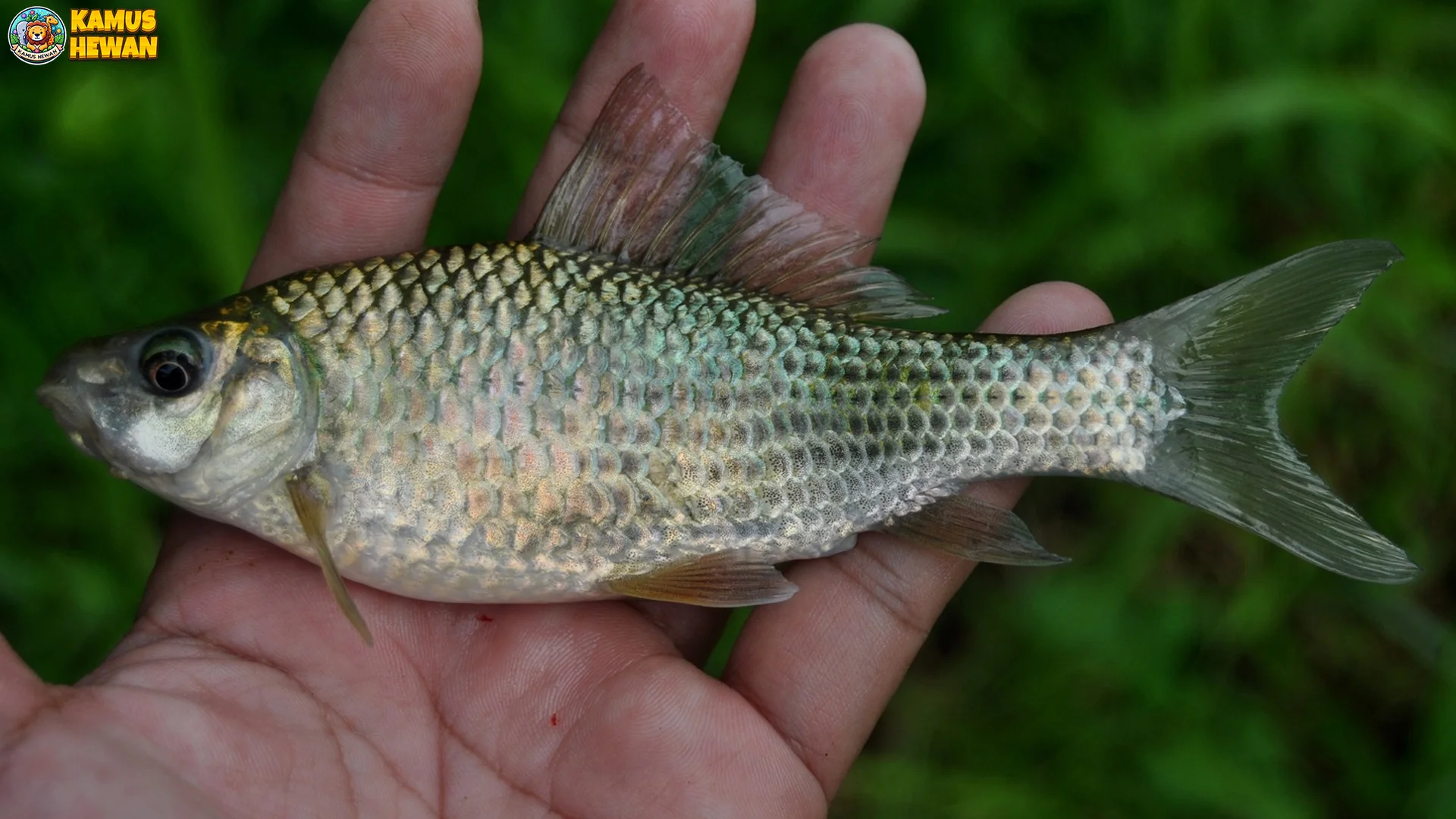 Ikan Nilem Air Tawar Tapi Memiliki 5 Kemampuan Menakjubkan