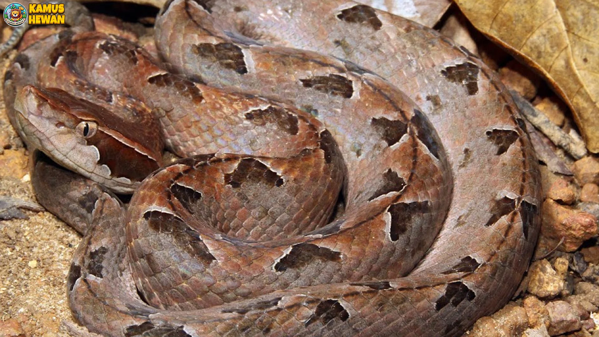 5 Keunggulan Hewan Ular Tanah yang Menarik untuk Dipelajari