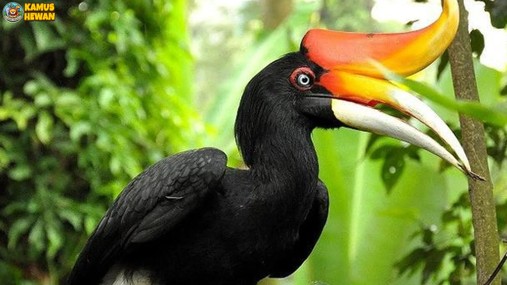 Hewan Rangkong Badak Sajikan 3 Kebiasaan Unik yang Jarang Diamati