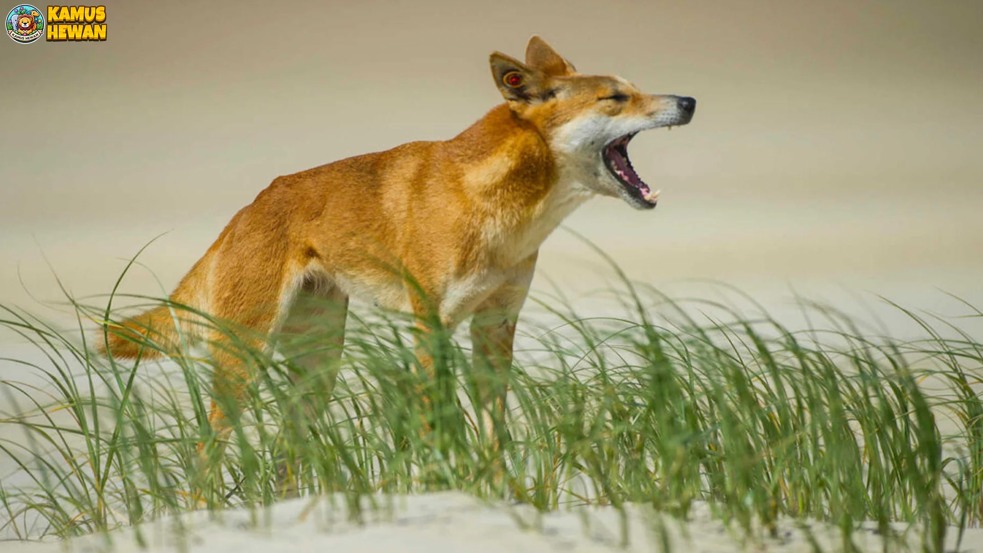 Eksplorasi Dingo dan 5 Habitat Paling Populer di Alam Australia