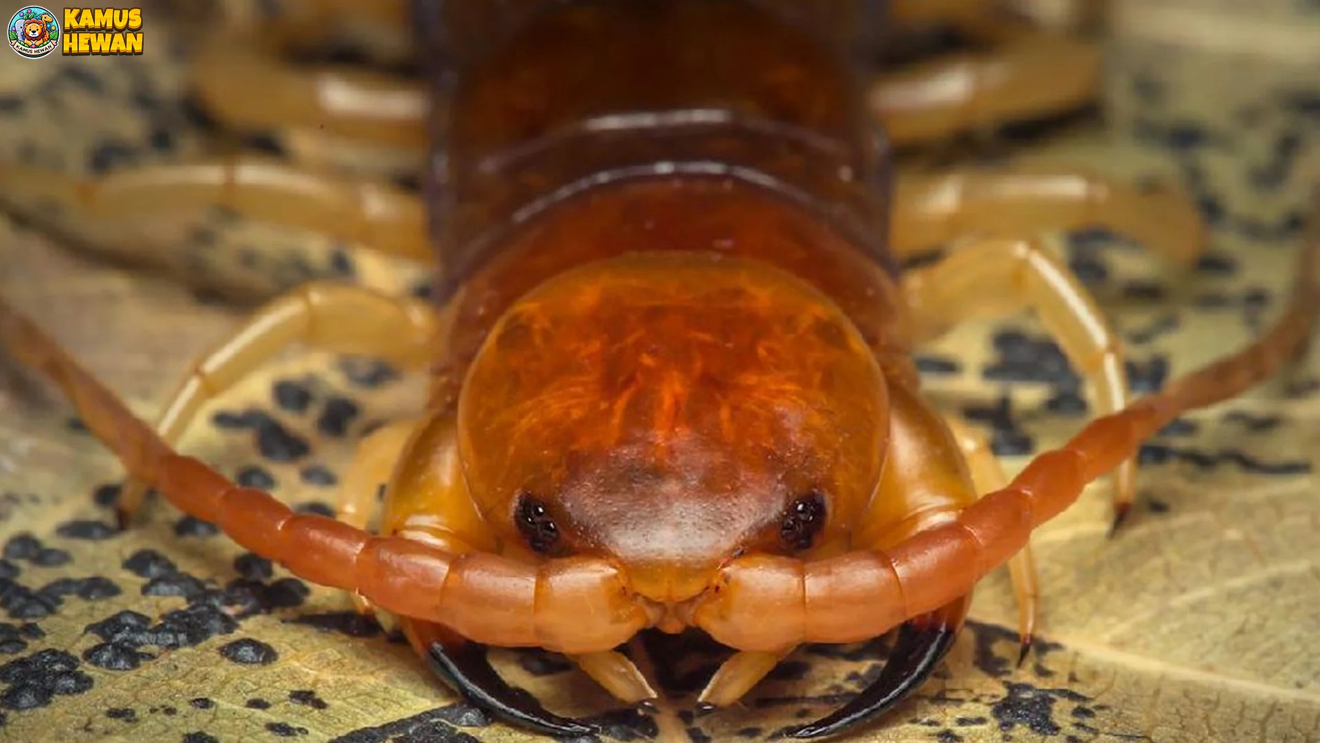 5 Fakta Menarik Tentang Kelabang Raksasa yang Harus Diketahui