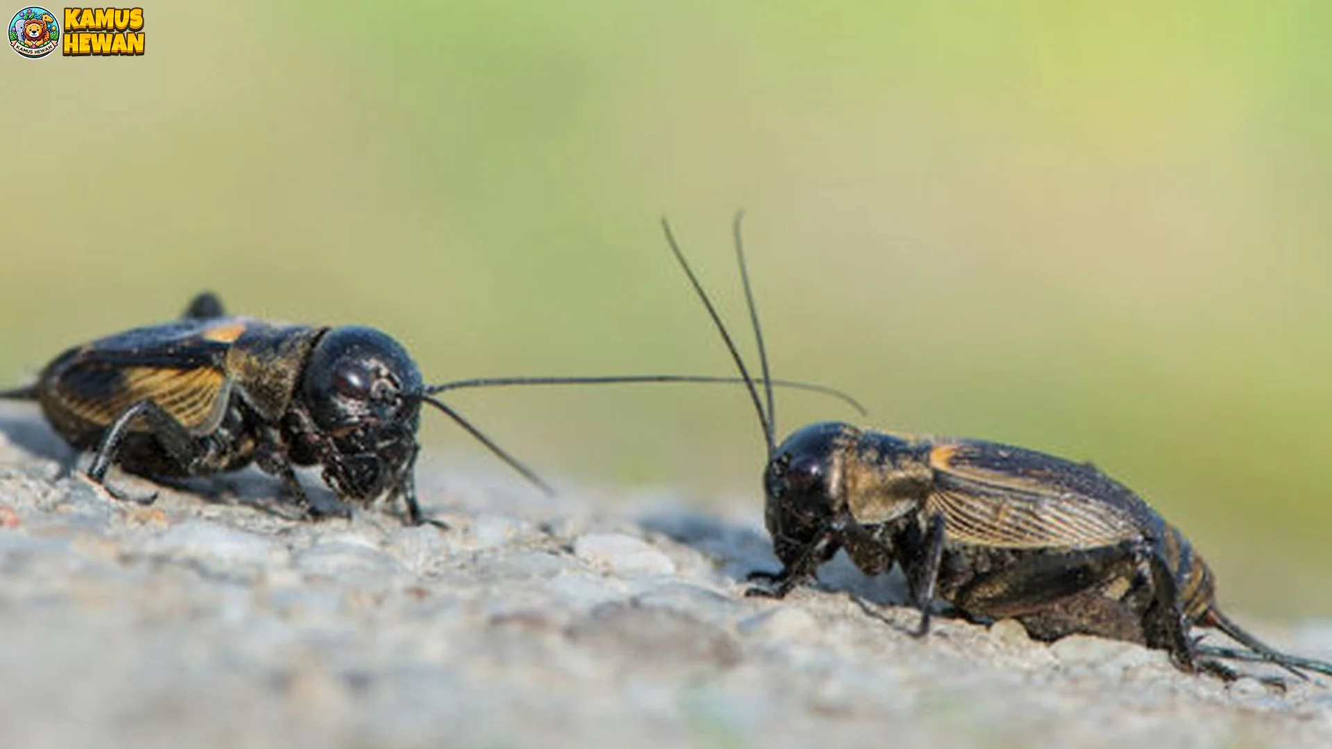 Jangkrik 4 Hal Menarik Dari Perilaku Dan Habitat Satwa Ini