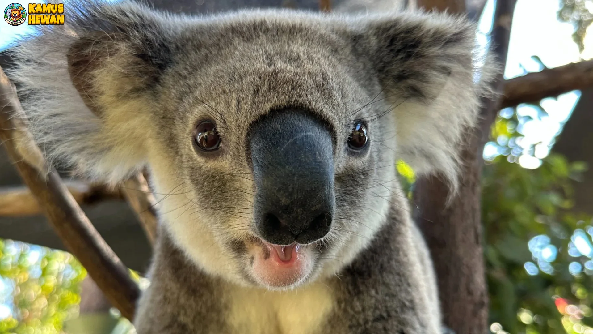 Hewan Koala 4 Hal Hebat Tentang Habitat Dan Perilaku Alaminya
