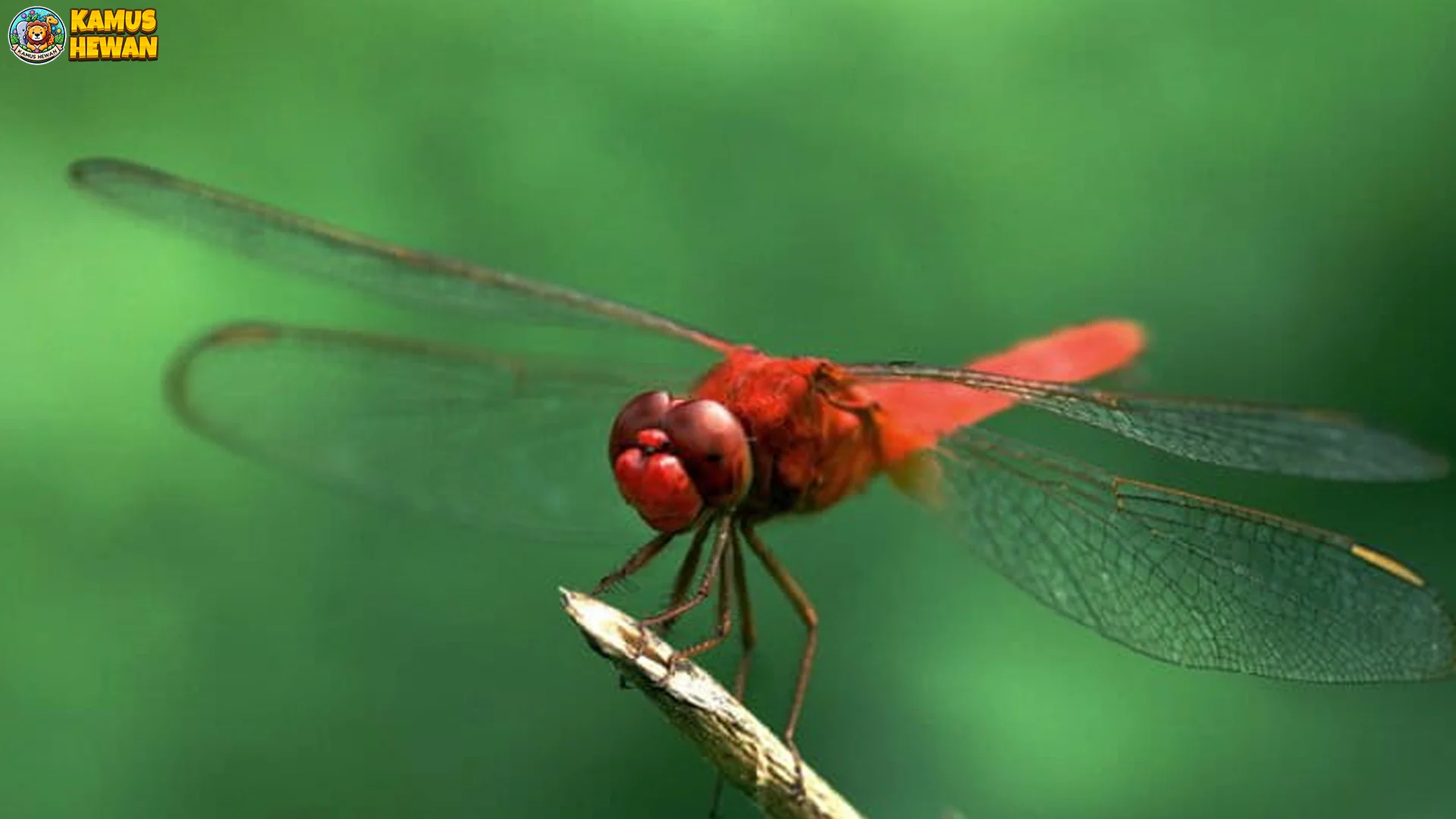 Capung Sebagai 5 Indikator Kualitas Air Sungai yang Bersih 1 Capung Sebagai 5 Indikator Kualitas Air Sungai yang Bersih