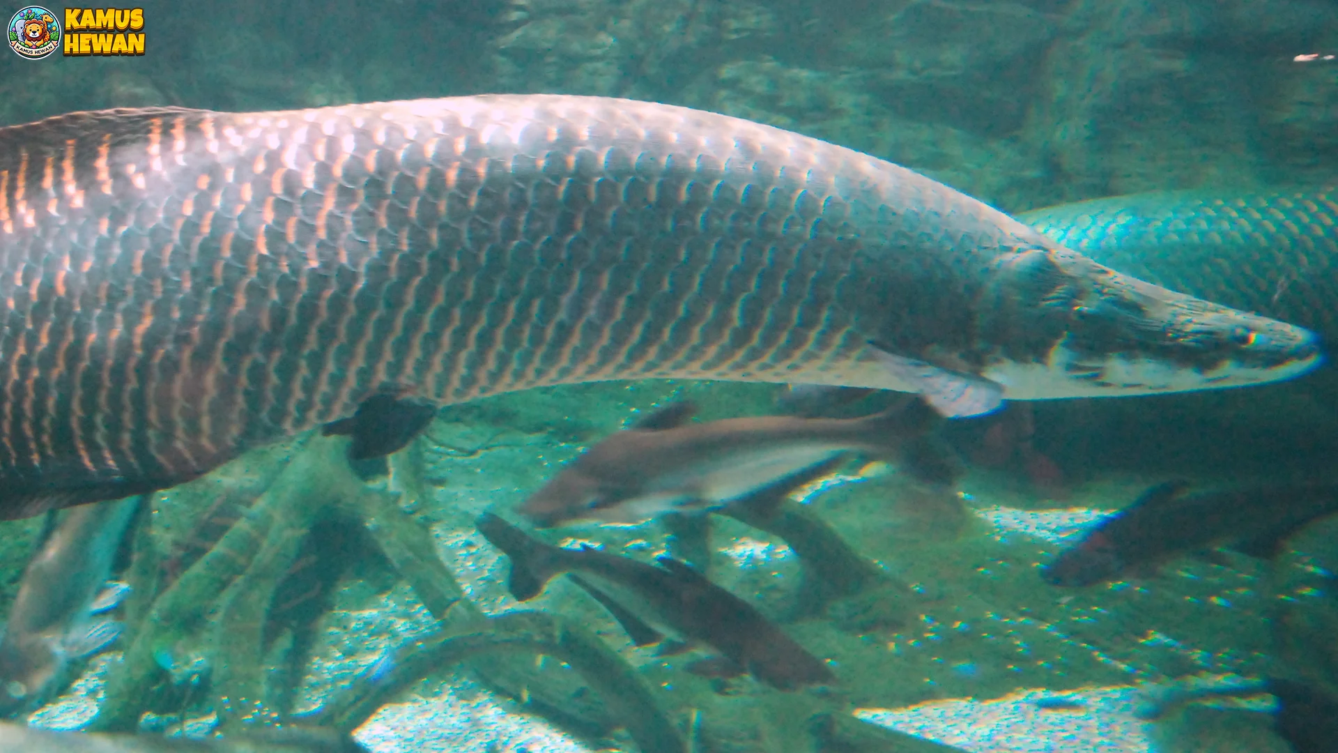 Hewan Arapaima Menyimpan 4 Misteri Menarik Tentang Kehidupannya