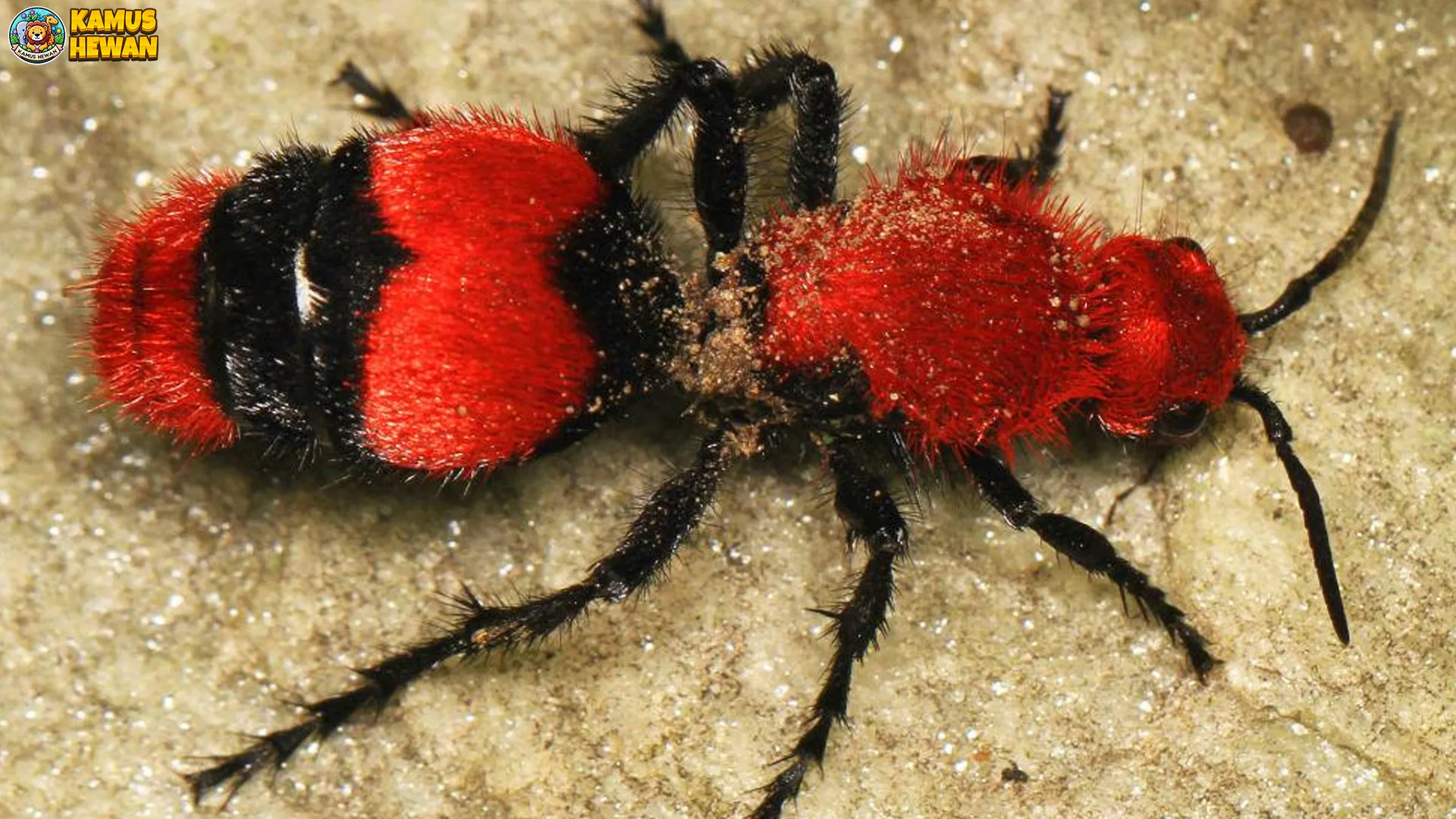 Semut Beludru 5 Perilaku Koloni yang Menarik untuk Dipelajari