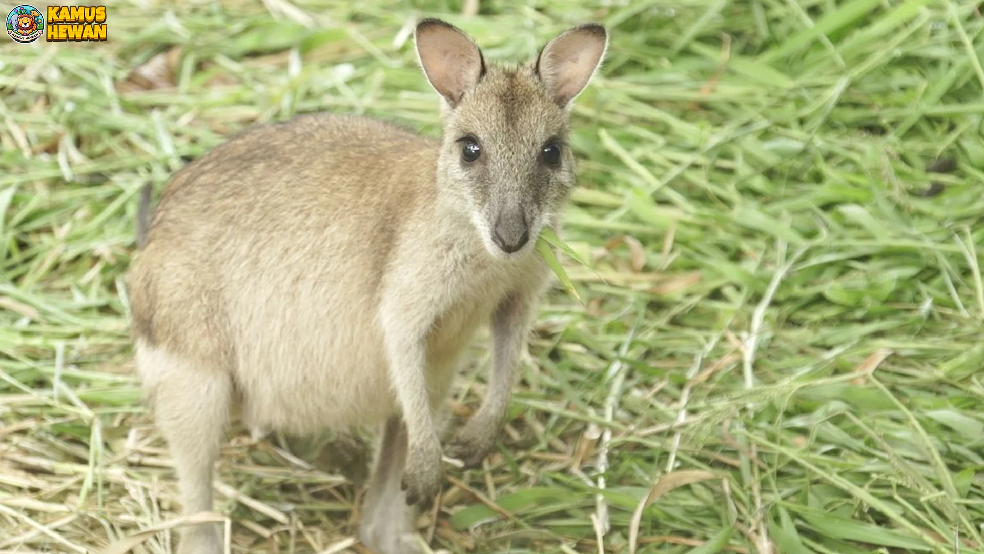 5 Jenis Kanguru Legendaris yang Jadi Favorit Penggemar Satwa Liar