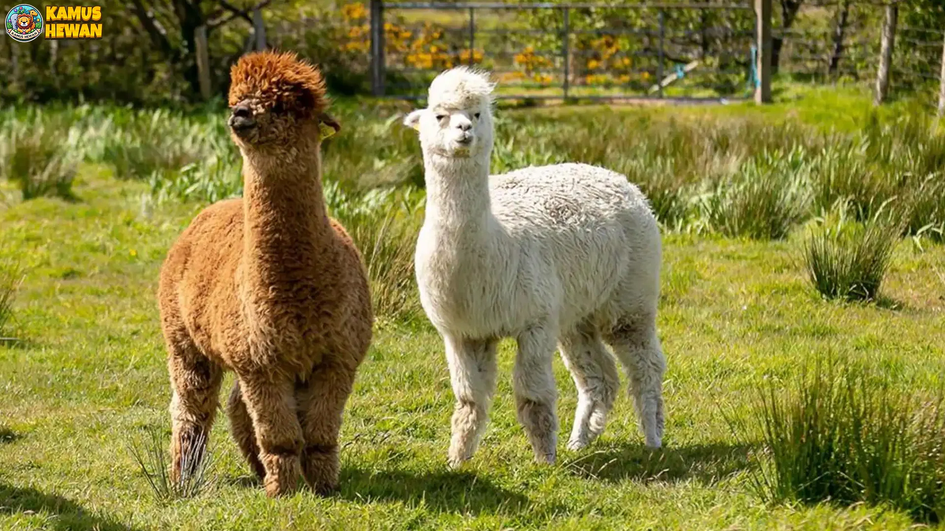 Alpaka 5 Aktivitas Unik yang Jarang Diketahui Pecinta Hewan Lucu