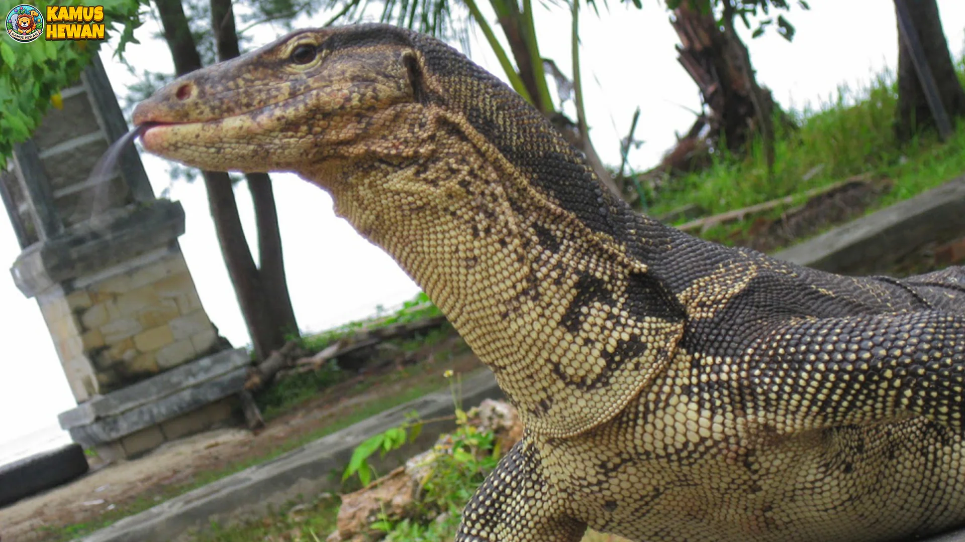 Hewan Biawak 5 Variasi Baru Ukuran dan Warna Kulit untuk Kamuflase 2 Hewan Biawak 5 Variasi Baru Ukuran dan Warna Kulit untuk Kamuflase