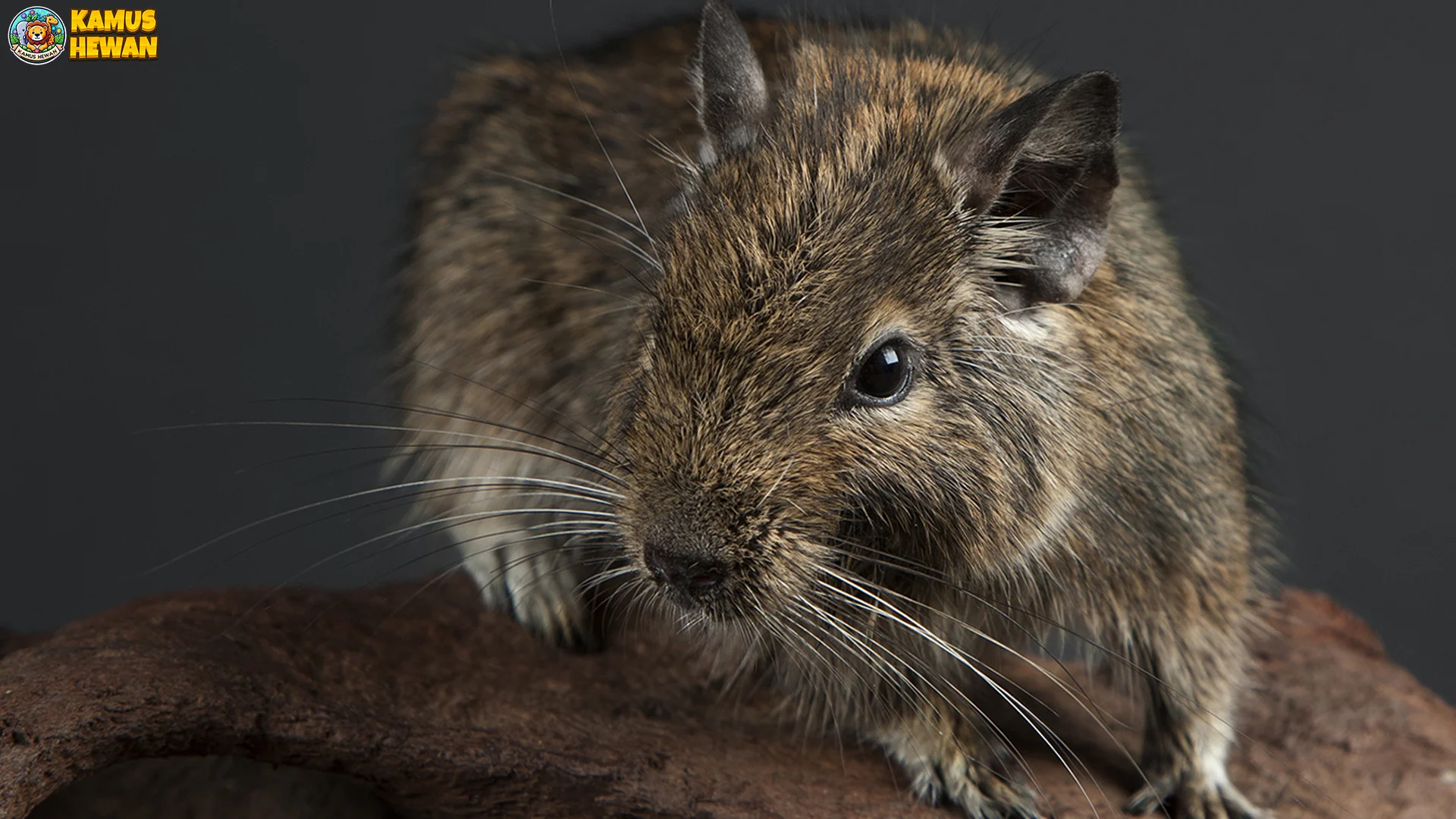 Perilaku Hewan Degu Bisa Terlihat Dalam 5 Fakta Lucu dan Unik