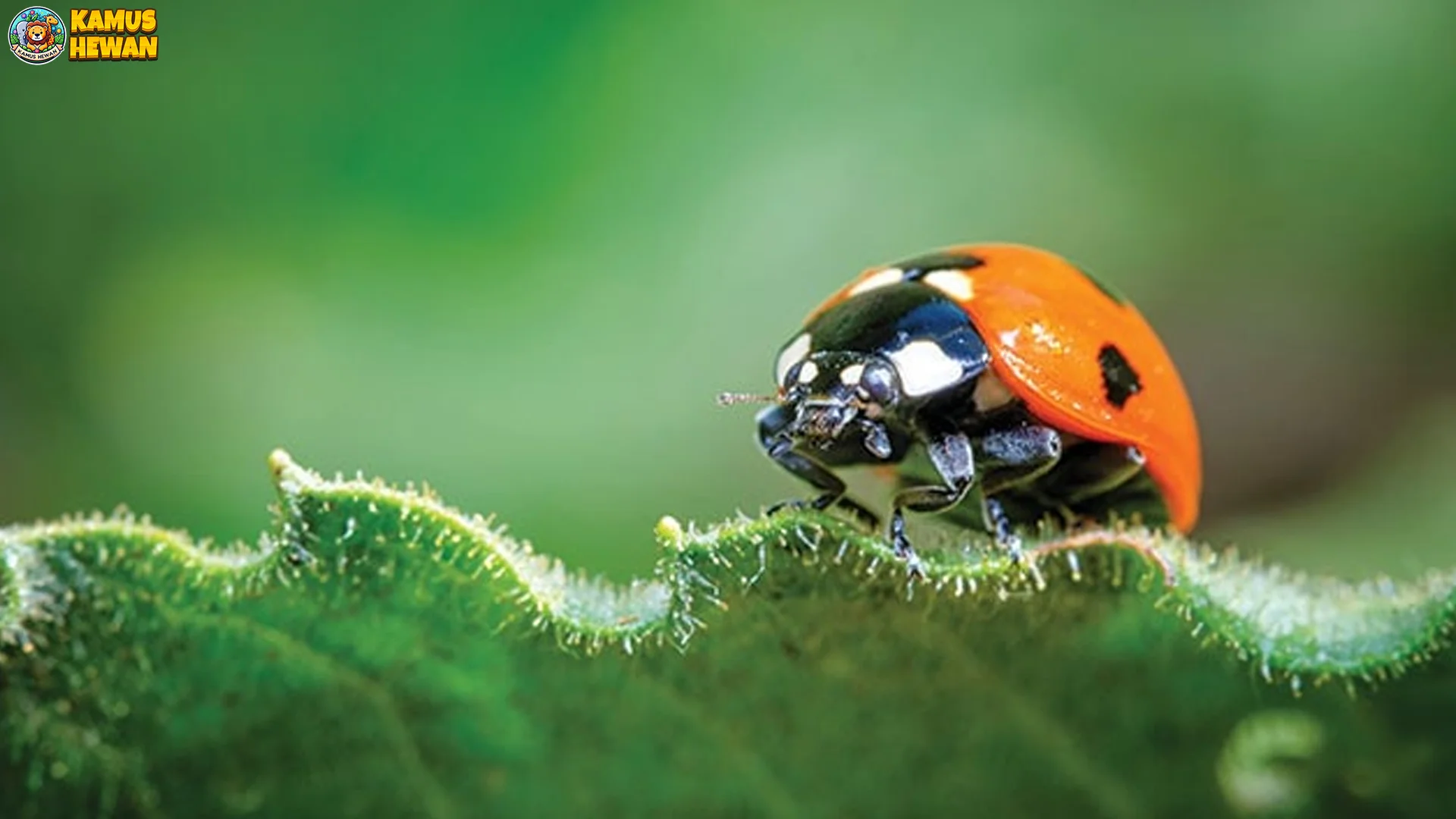 Perilaku Kumbang Koksi Dalam 5 Habitat Berbeda Di Alam Liar