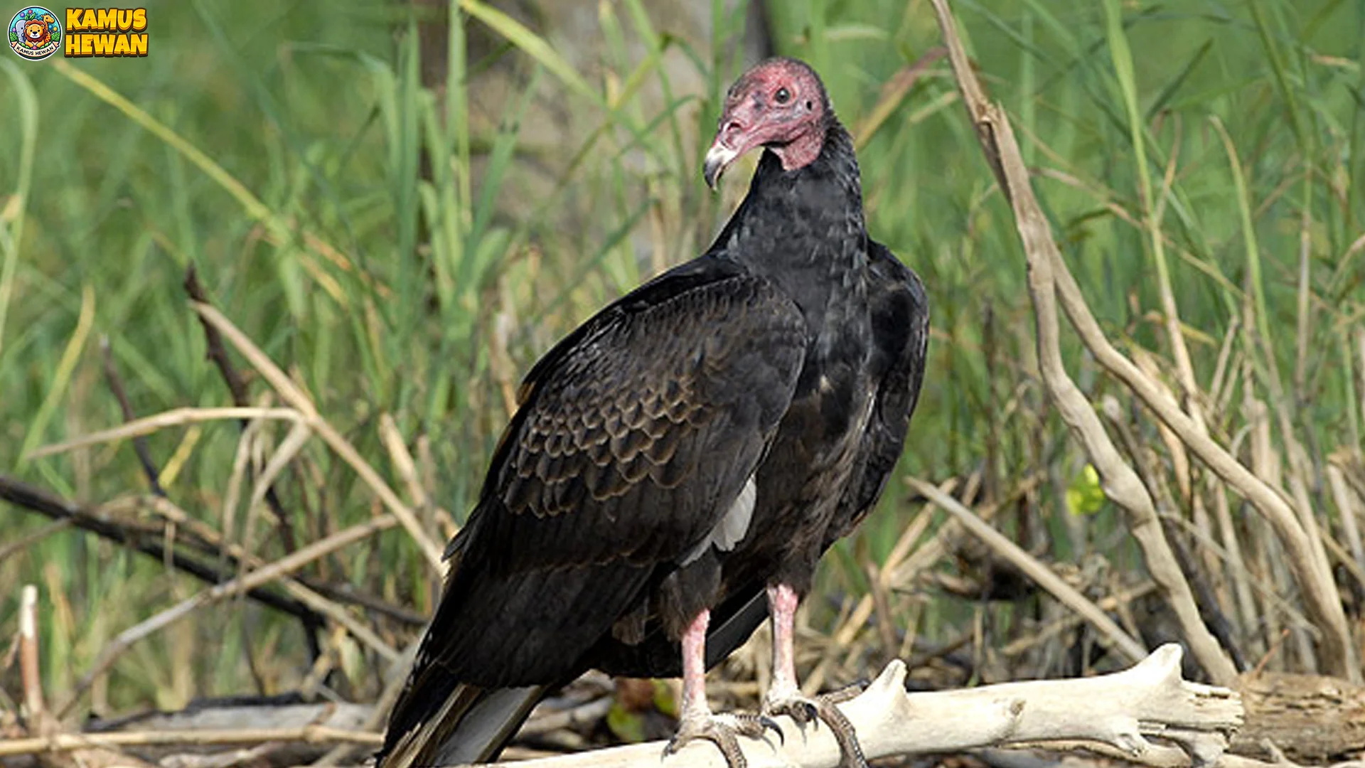 Hering Kalkun Memikat Dengan 5 Bukti Paling Menarik Bagi Pengamat 2 Hering Kalkun Memikat Dengan 5 Bukti Paling Menarik Bagi Pengamat