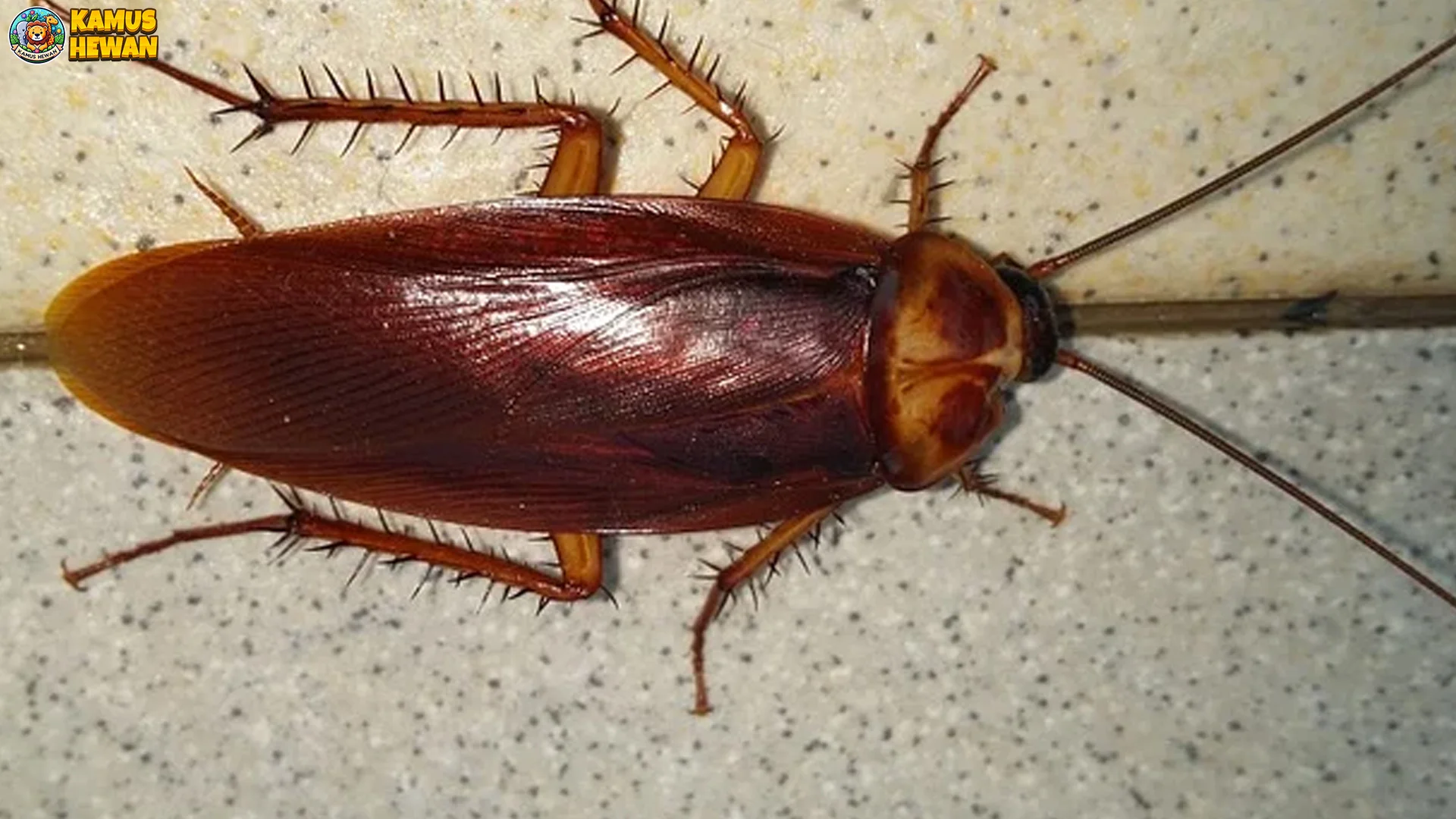 Menariknya Kecoa 5 Perilaku Lucu Yang Sering Tidak Disadari Orang