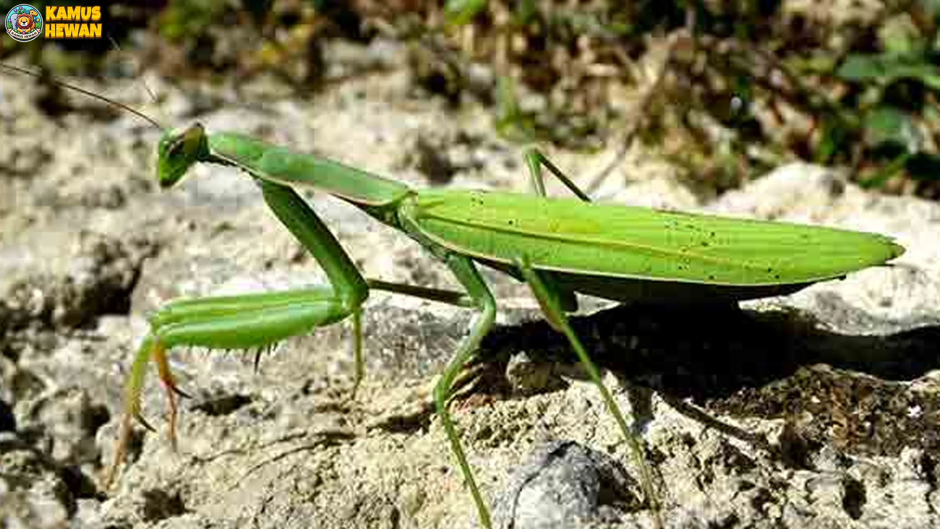 5 Bukti Baru Mengejutkan Tentang Belalang Sembah & Kemampuan Berburu