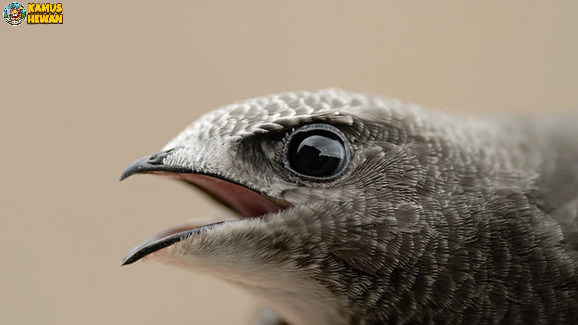 Keunikan Burung Kapinis Laut 5 Ciri Khas yang Mudah Dikenali 2 Keunikan Burung Kapinis Laut 5 Ciri Khas yang Mudah Dikenali