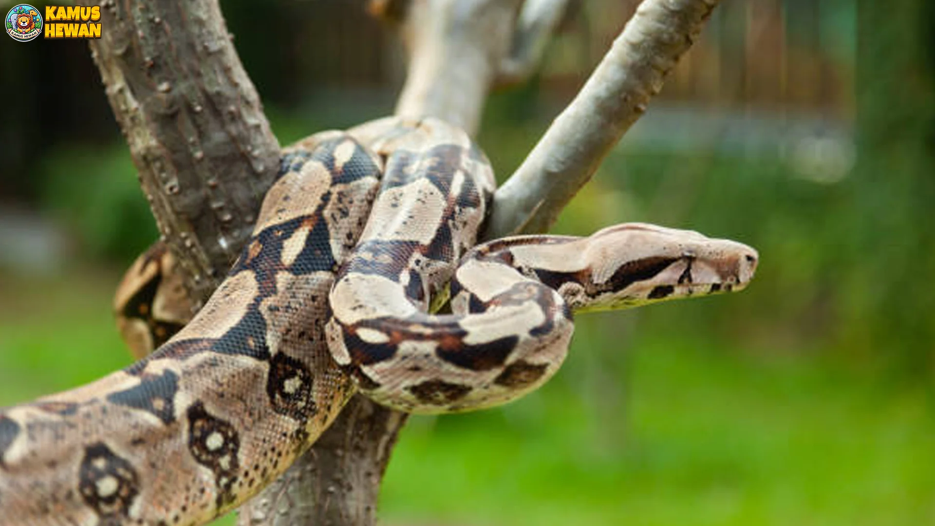 5 Fakta Asli Ular Boa Pembelit yang Membantu Memahami Konservasi Satwa