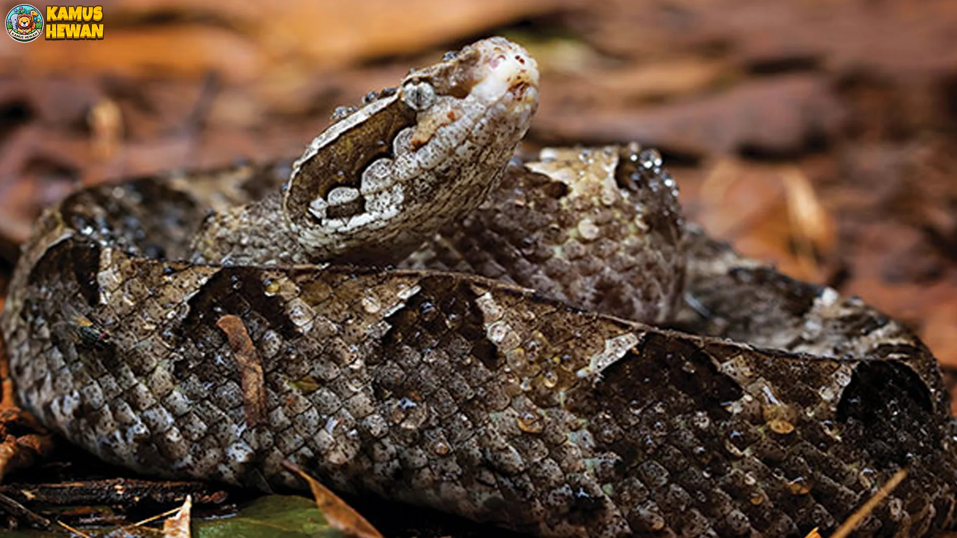 5 Keunggulan Hewan Ular Tanah yang Menarik untuk Dipelajari