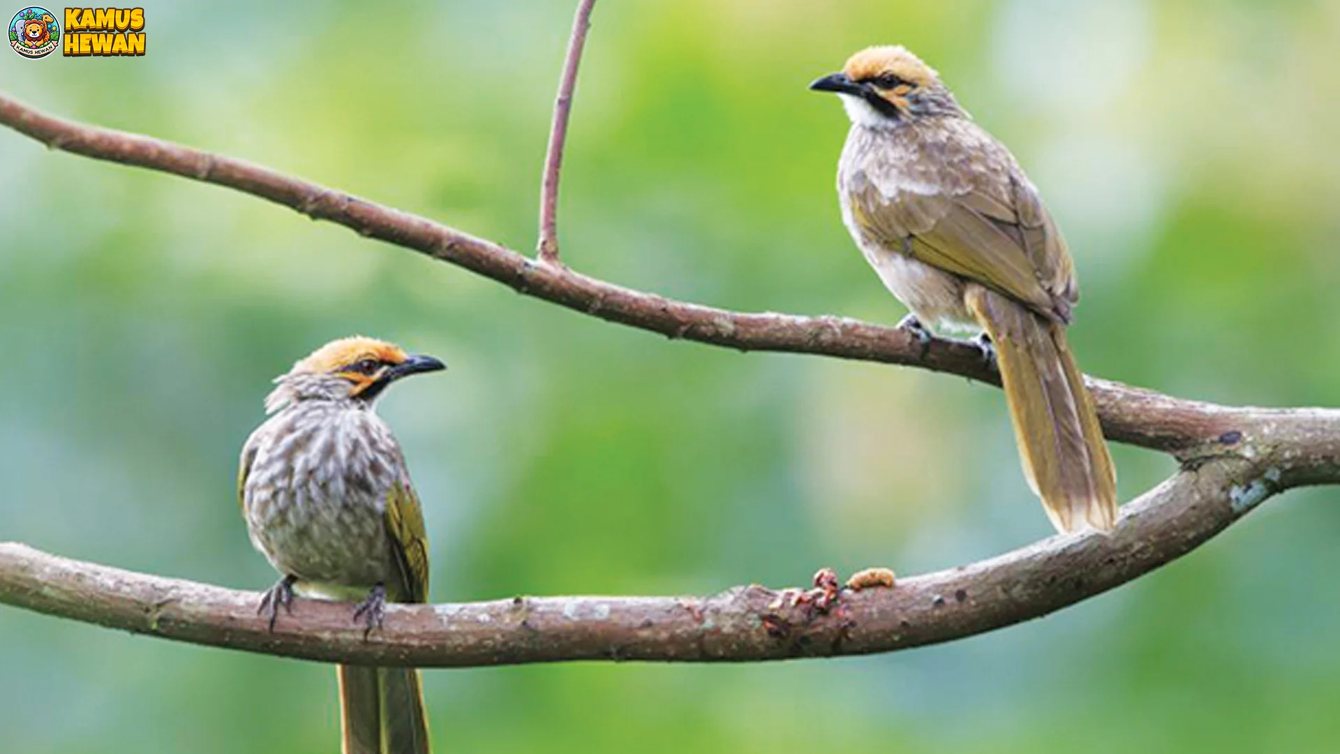 Hewan Cucak Rowo 4 Keunggulan Tentang Suara, Karakter, Dan Kicauan 1 Hewan Cucak Rowo 4 Keunggulan Tentang Suara, Karakter, Dan Kicauan