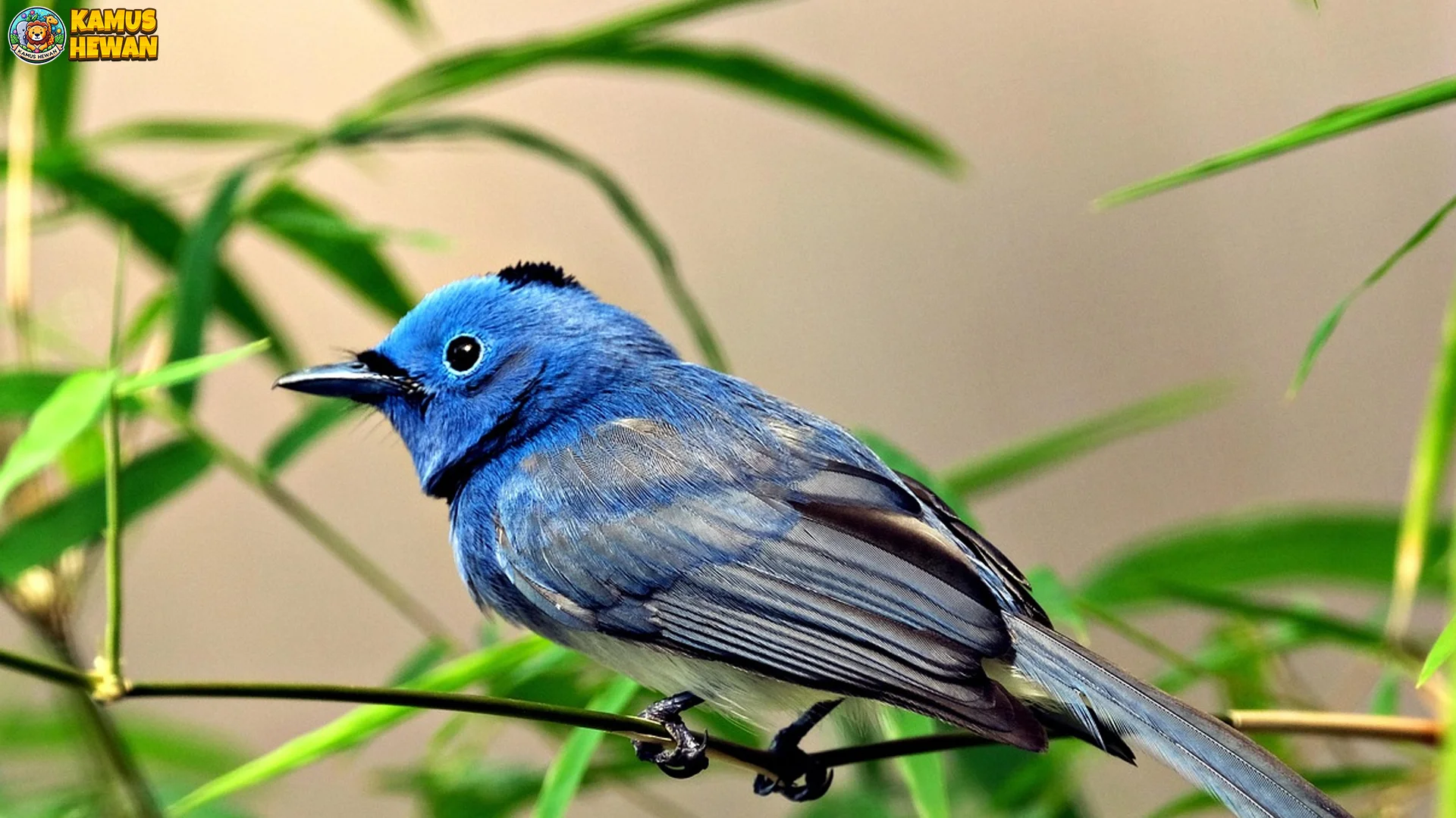 Sikatan Monarch Memperlihatkan 4 Strategi Bertahan Hidup Di Alam Liar 2 Sikatan Monarch Memperlihatkan 4 Strategi Bertahan Hidup Di Alam Liar