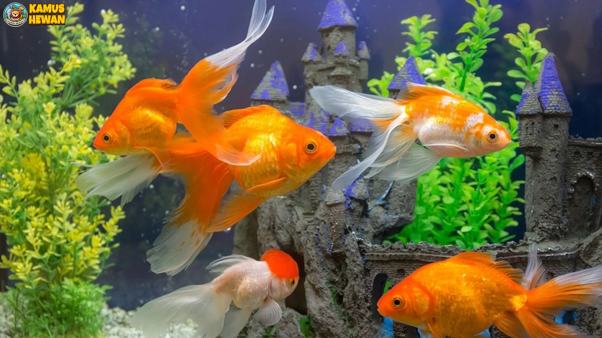 Ikan Mas Koki 5 Jenis Habitat Unik Untuk Tumbuh Kembang Optimal