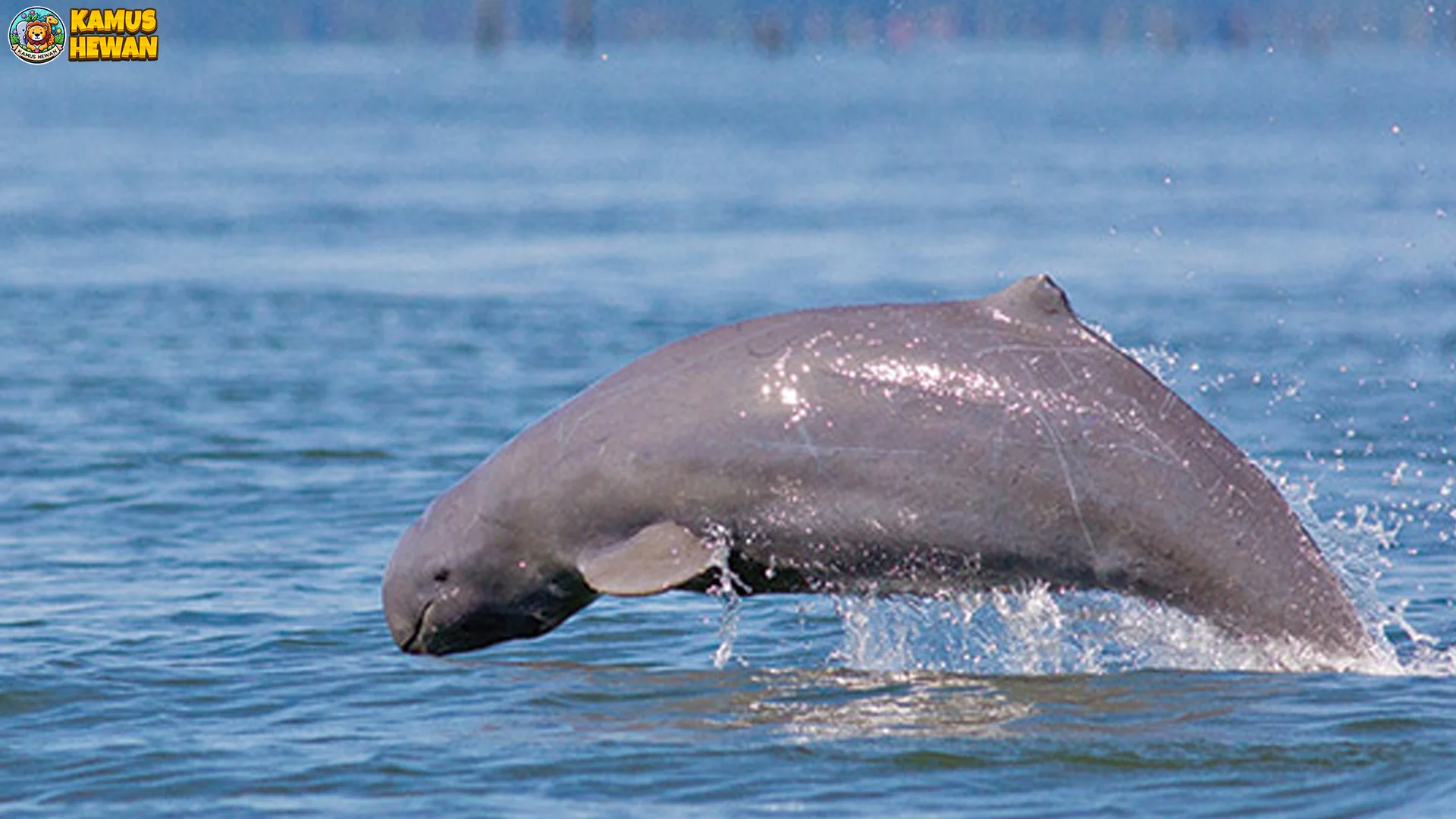 5 Hal Menarik Hewan Pesut Mahakam yang Jarang Diketahui Publik