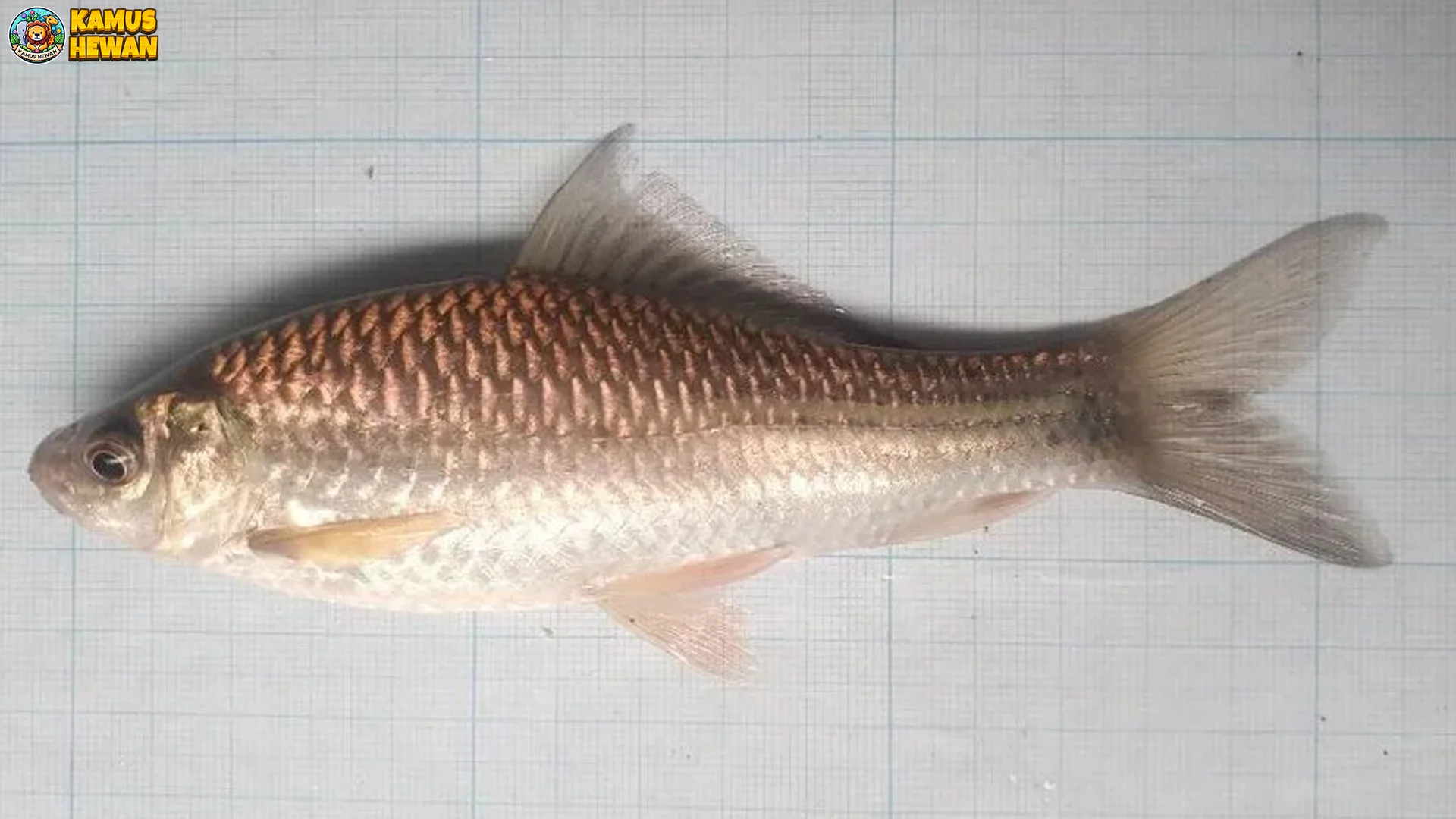 Ikan Nilem Air Tawar Tapi Memiliki 5 Kemampuan Menakjubkan