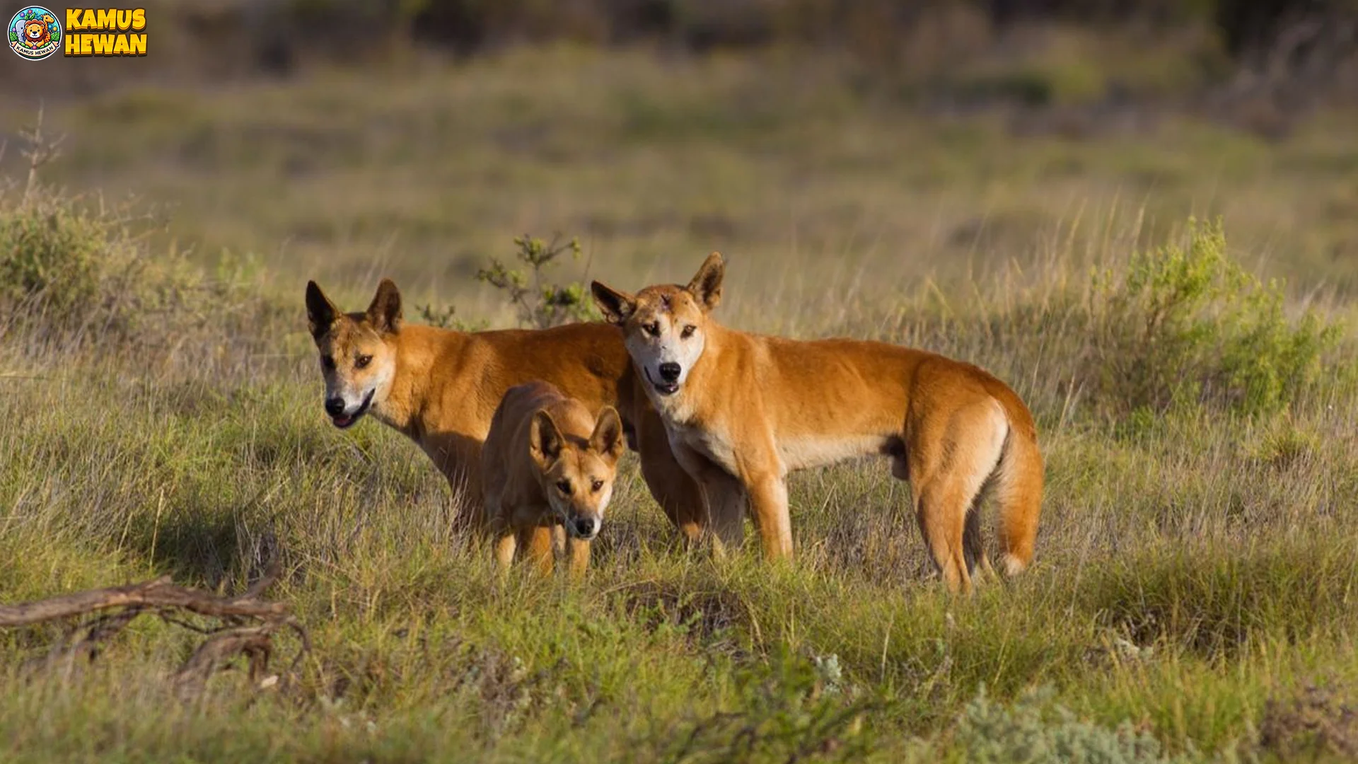 Eksplorasi Dingo dan 5 Habitat Paling Populer di Alam Australia