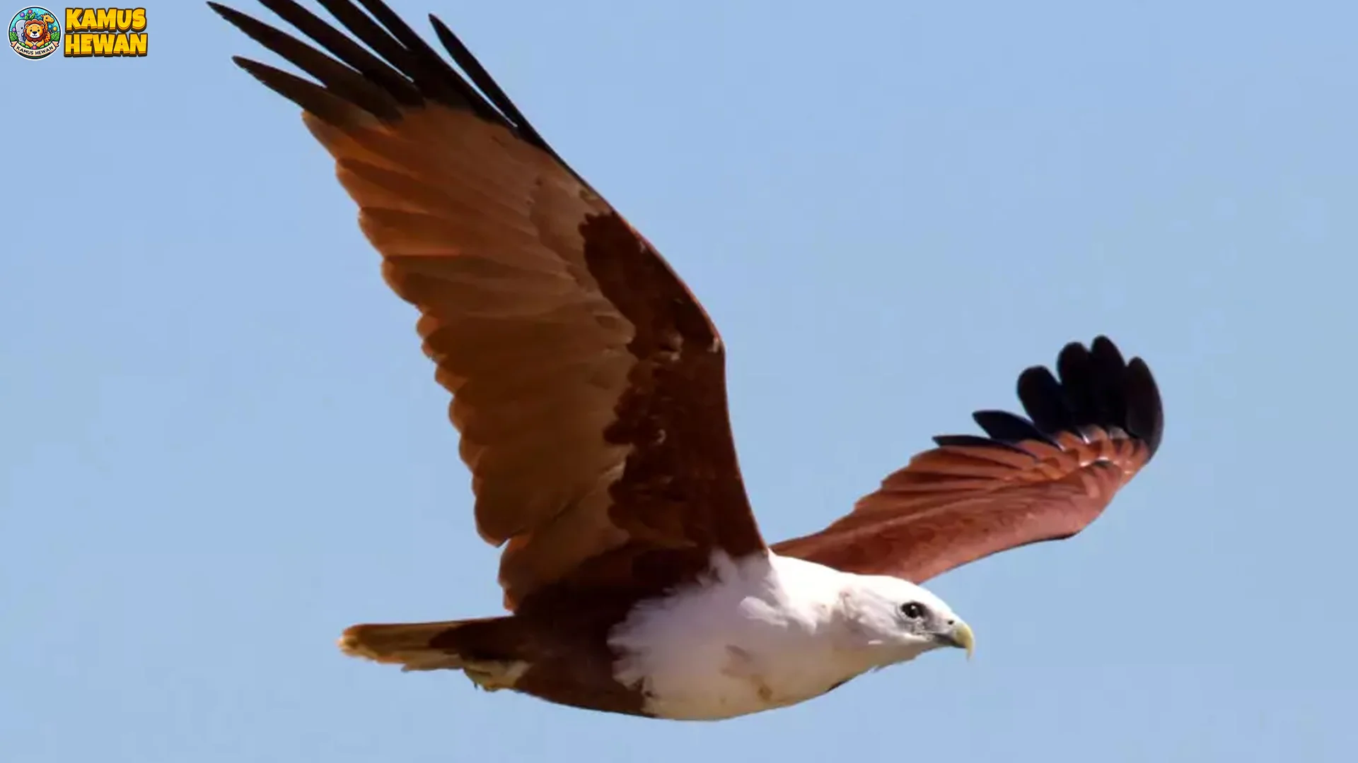 4 Alasan Elang Bondol Jadi Predator Unggul di Ekosistem Terbaru