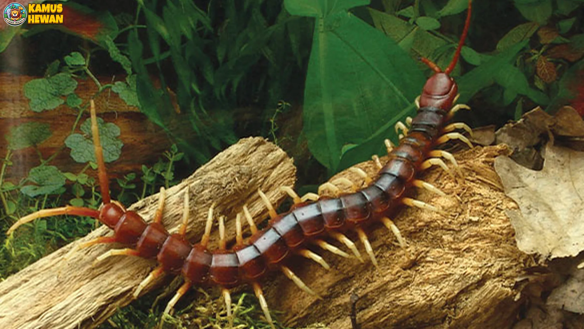 5 Fakta Menarik Tentang Kelabang Raksasa yang Harus Diketahui