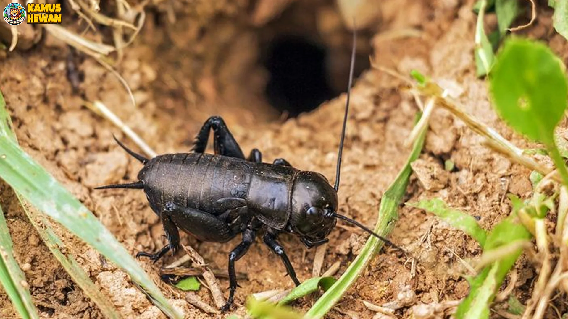 Jangkrik 4 Hal Menarik Dari Perilaku Dan Habitat Satwa Ini