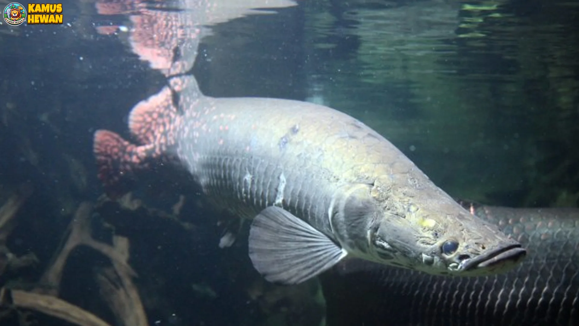 Hewan Arapaima Menyimpan 4 Misteri Menarik Tentang Kehidupannya