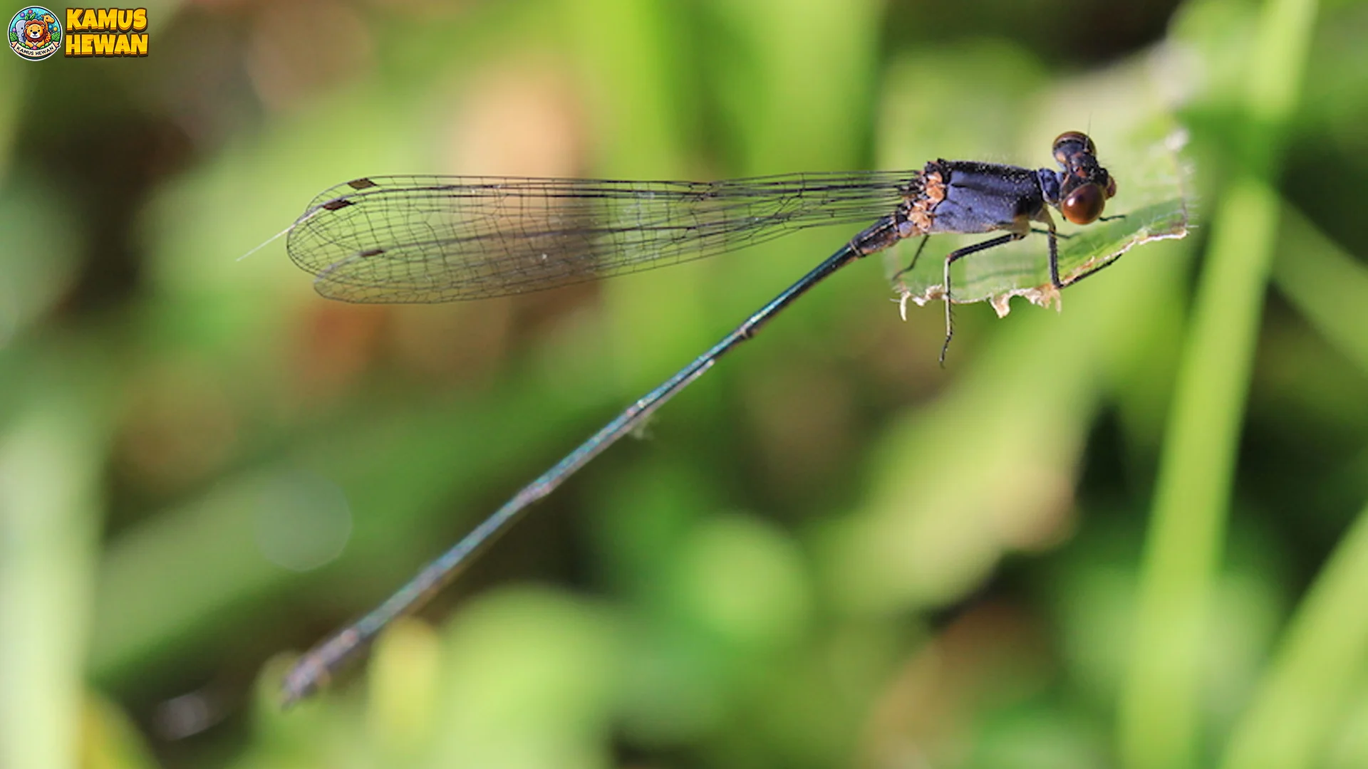 Capung Sebagai 5 Indikator Kualitas Air Sungai yang Bersih 2 Capung Sebagai 5 Indikator Kualitas Air Sungai yang Bersih