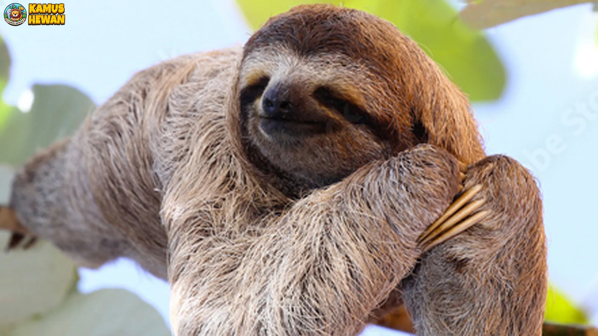 Hewan Folivora Memiliki 5 Kebiasaan Tenang Yang Menarik Diamati