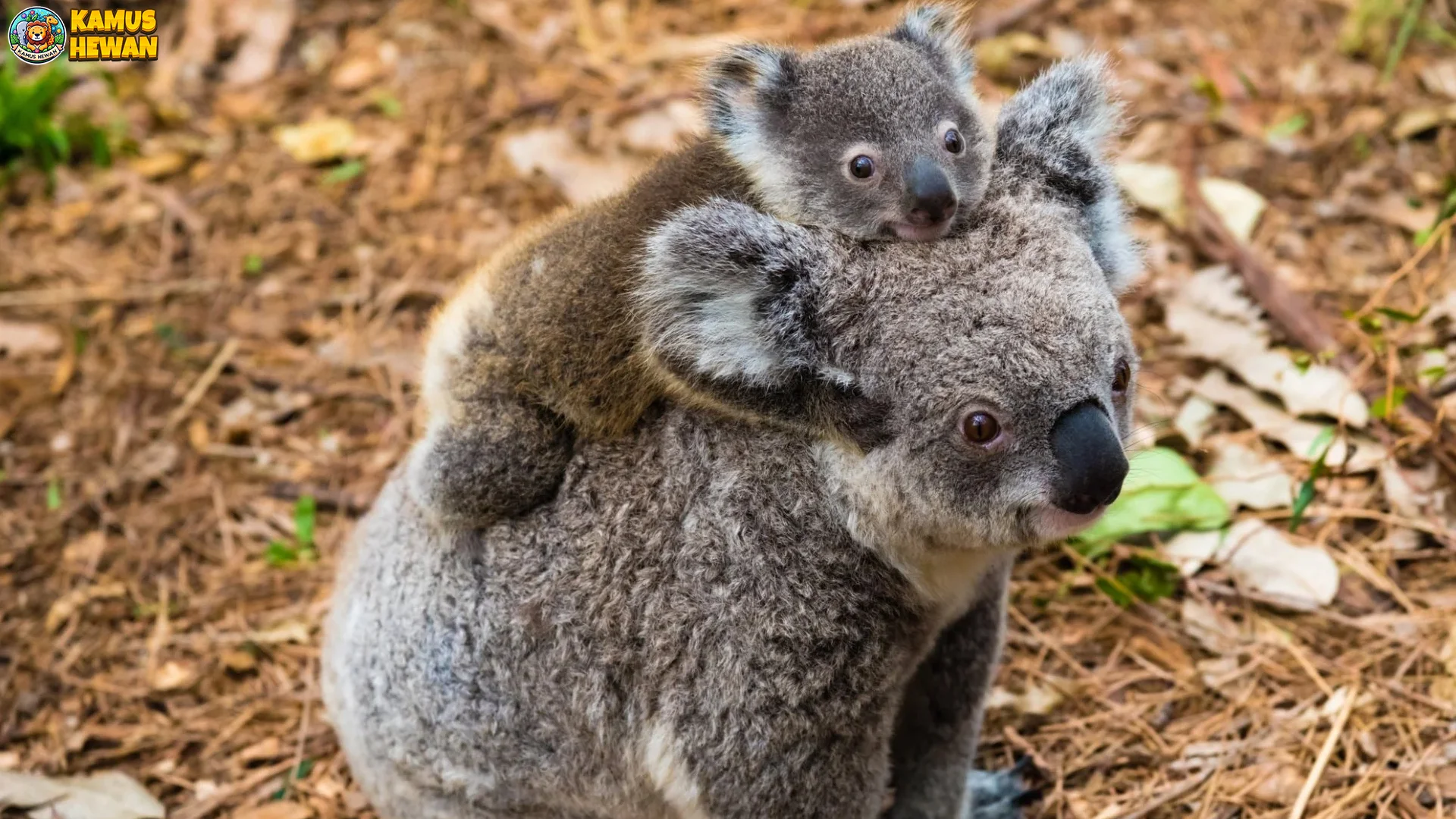 Hewan Koala 4 Hal Hebat Tentang Habitat Dan Perilaku Alaminya