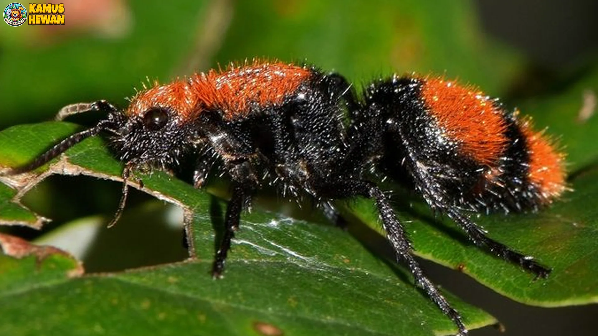 Semut Beludru 5 Perilaku Koloni yang Menarik untuk Dipelajari