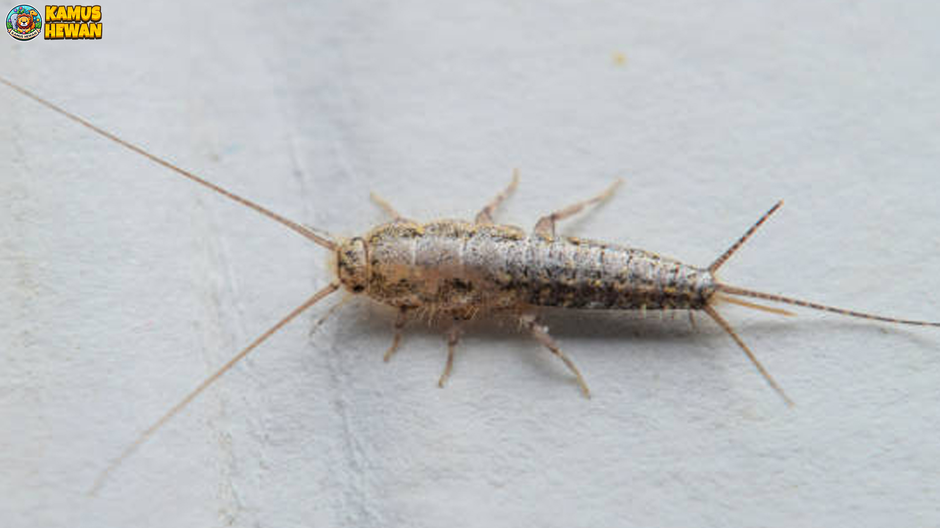 Strategi Bertahan Hidup Gegat 5 di Lingkungan Air yang Dinamis