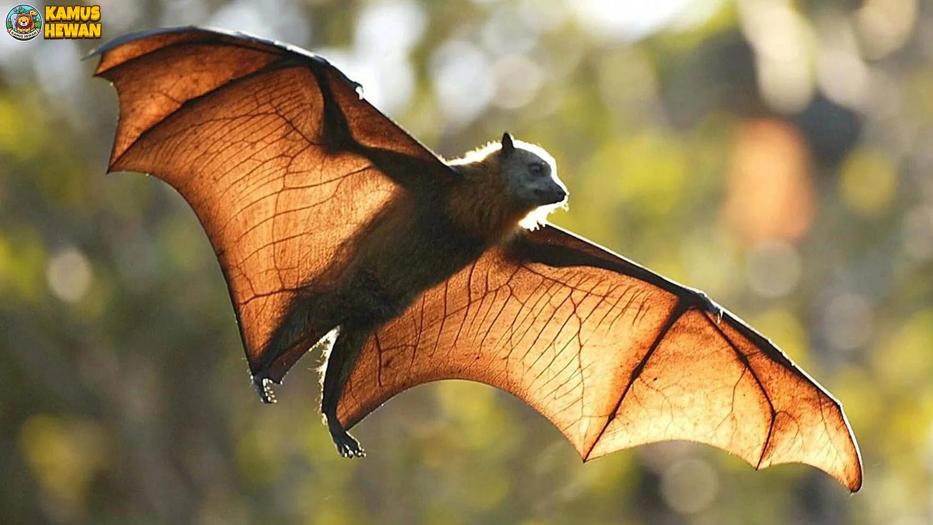 Kemampuan Asli Hewan Kelelawar Menghisap 5 Darah Ternak