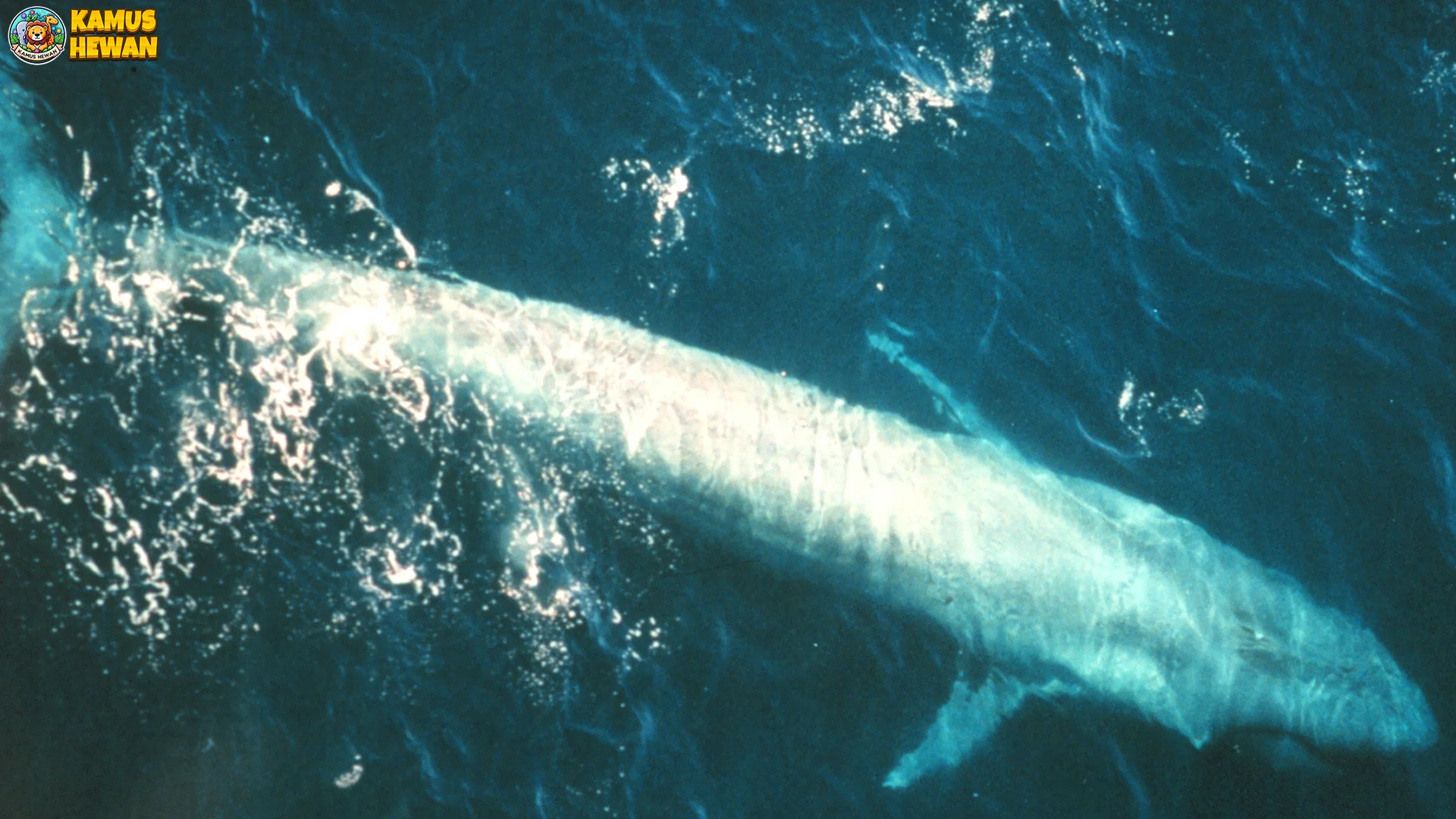 Kehidupan Paus Biru dalam 4 Zona Samudra Berbeda