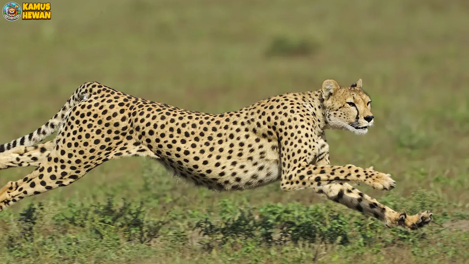 2 Keunikan Cakar Citah yang Tidak Bisa Ditarik Sepenuhnya