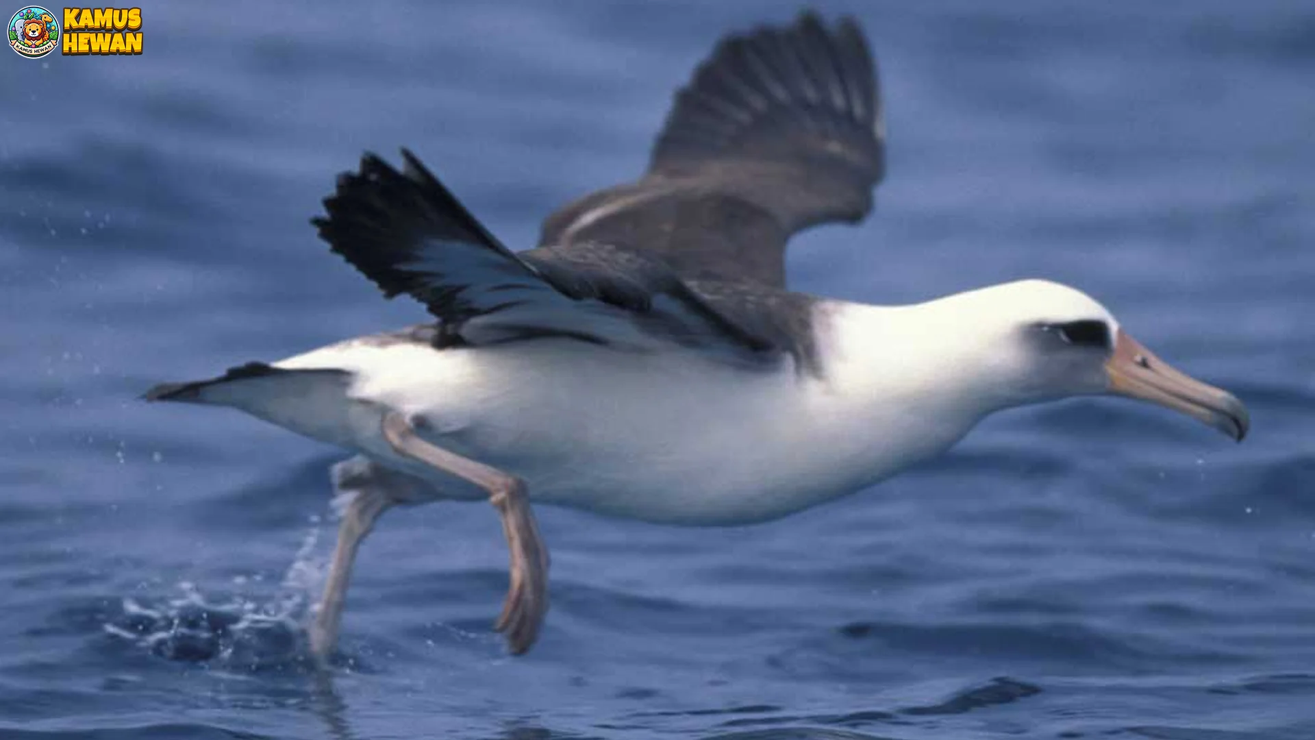 Burung Albatros Laysan 2 Sarang di Atas Pasir Hangat