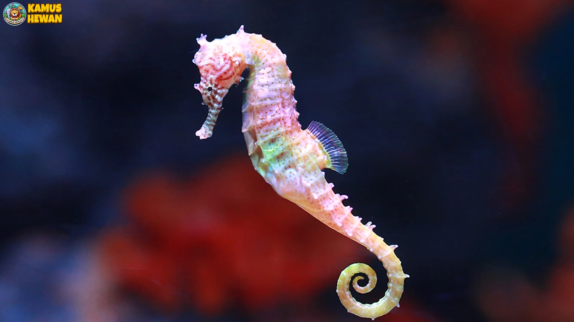 5 Fakta Reproduksi Kuda Laut Paling Unik Di Dunia Hewan