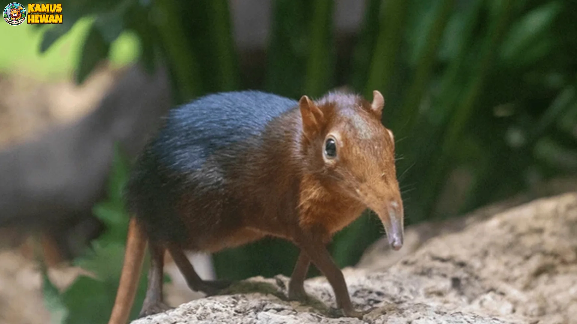 Mengapa Celurut Gajah Disebut Gajah Ini 4 Alasan Aslinya