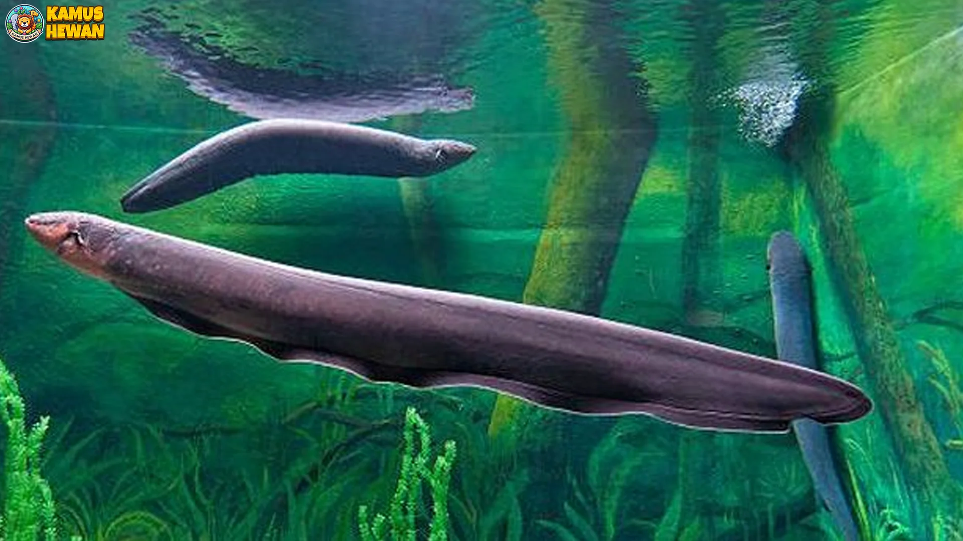 Hewan Belut Listrik 5 Aktivitas Menarik Di Habitat Aslinya