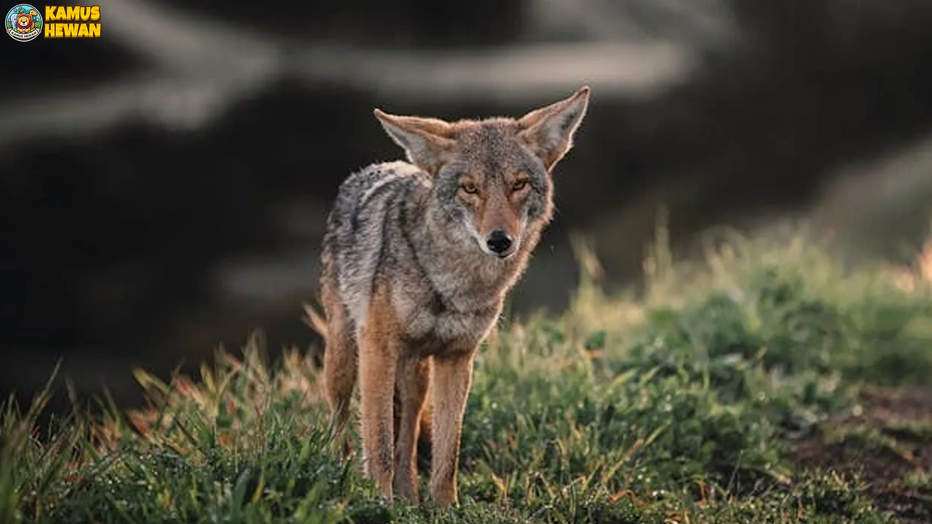 Koyote 5 Perbedaan Asli dengan Anjing Hutan dan Rubah